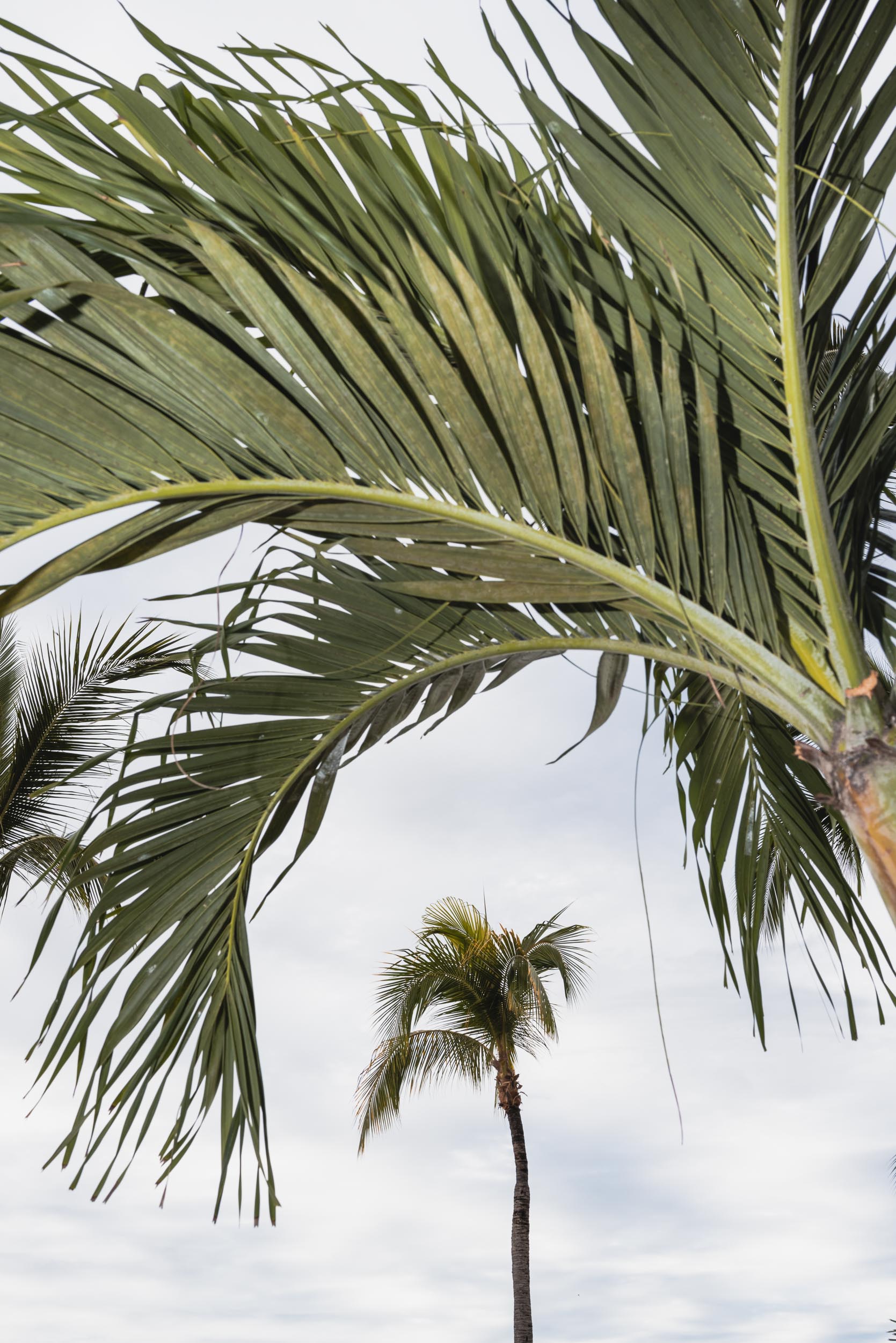 Puerto Vallarta palm trees