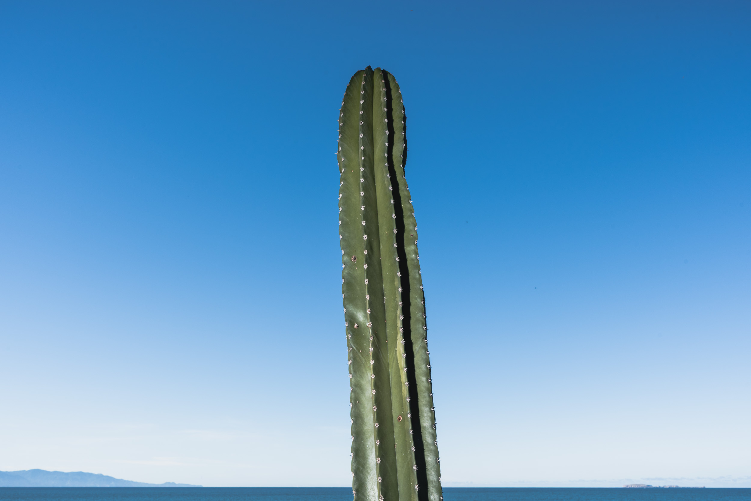 Beach cactus and sky