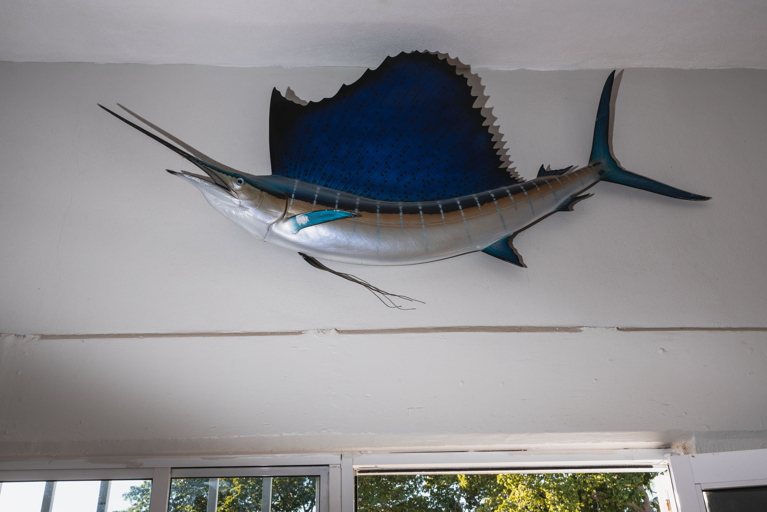 Punta Mita taxidermy marlin