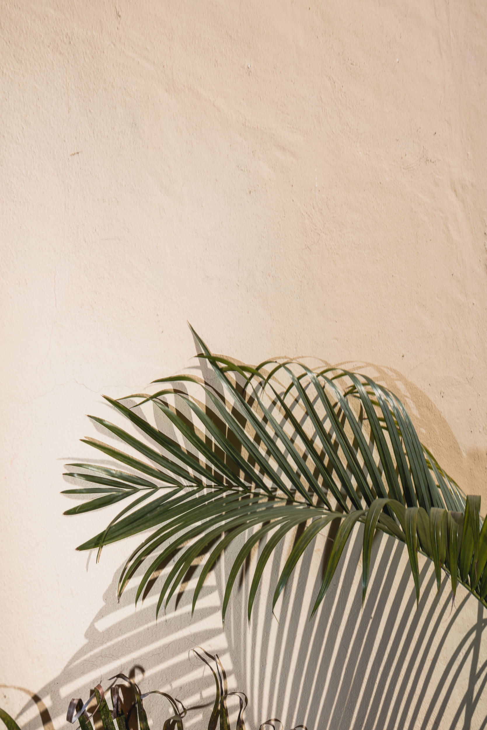 Palm frond against yellow wall