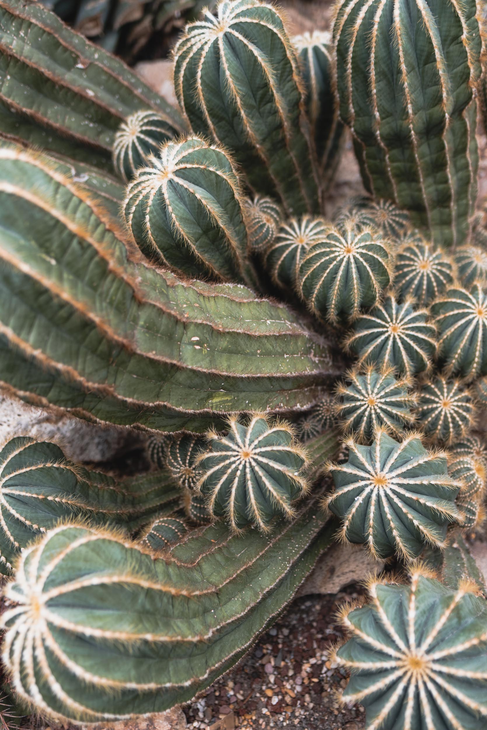 Group of cacti