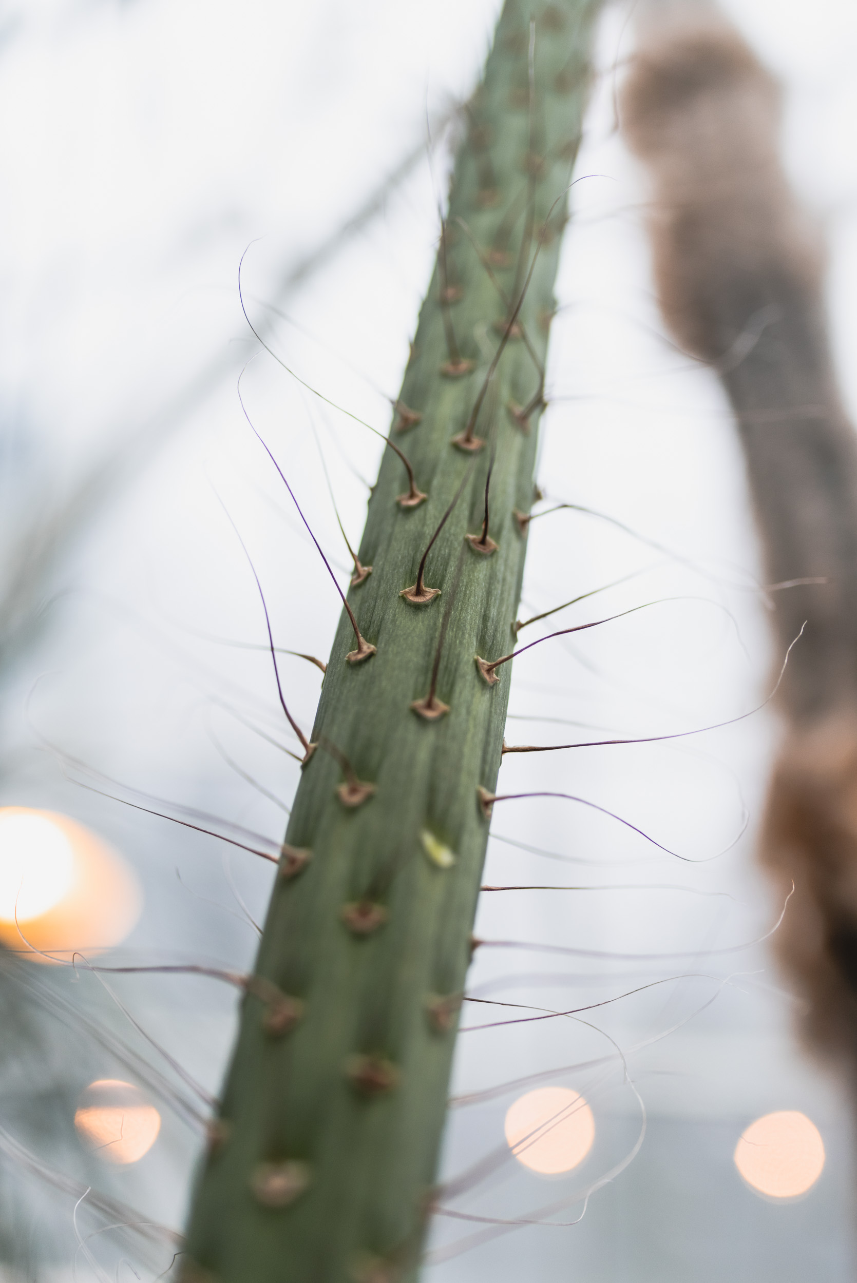 Agave flowering stalk