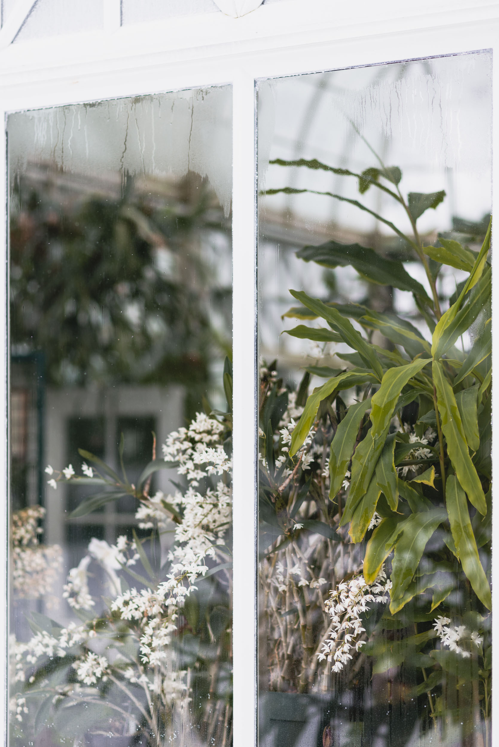 Plants through conservatory window