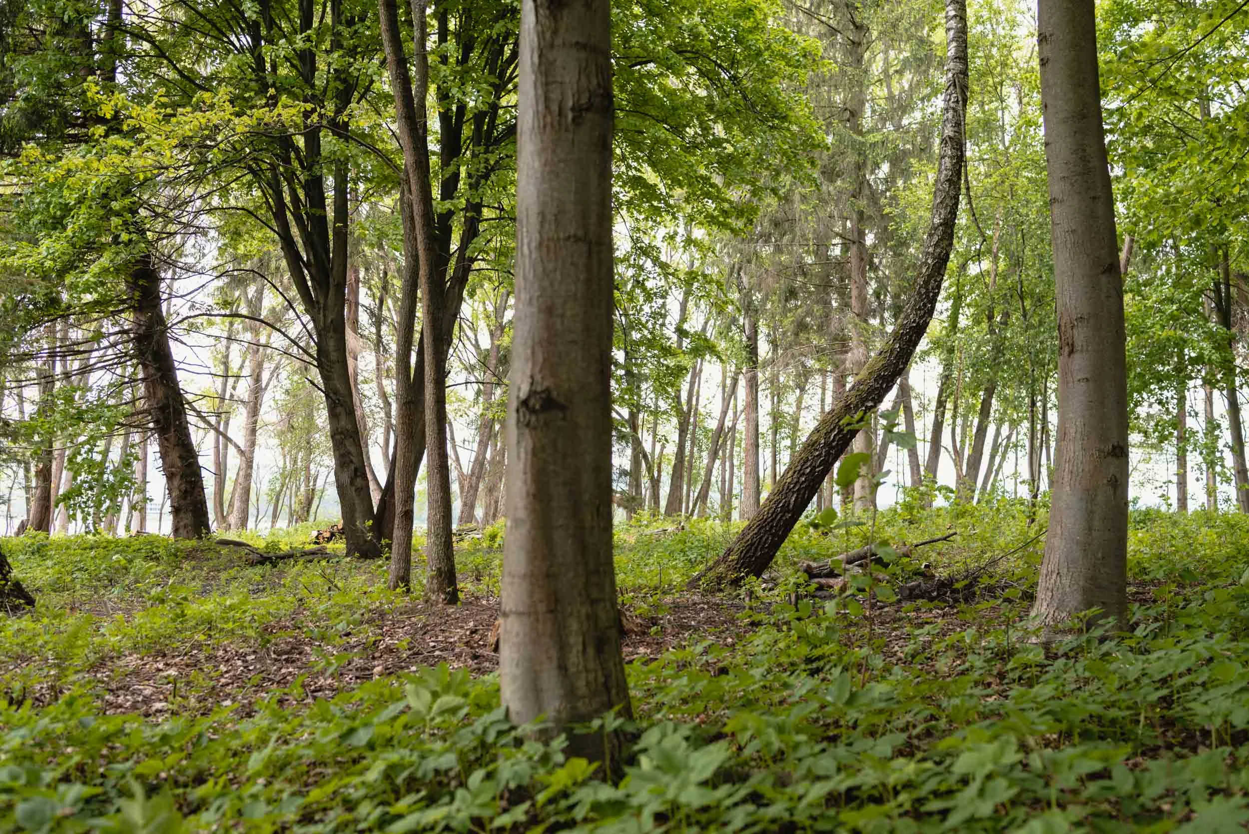 Slanica Island of Art forest