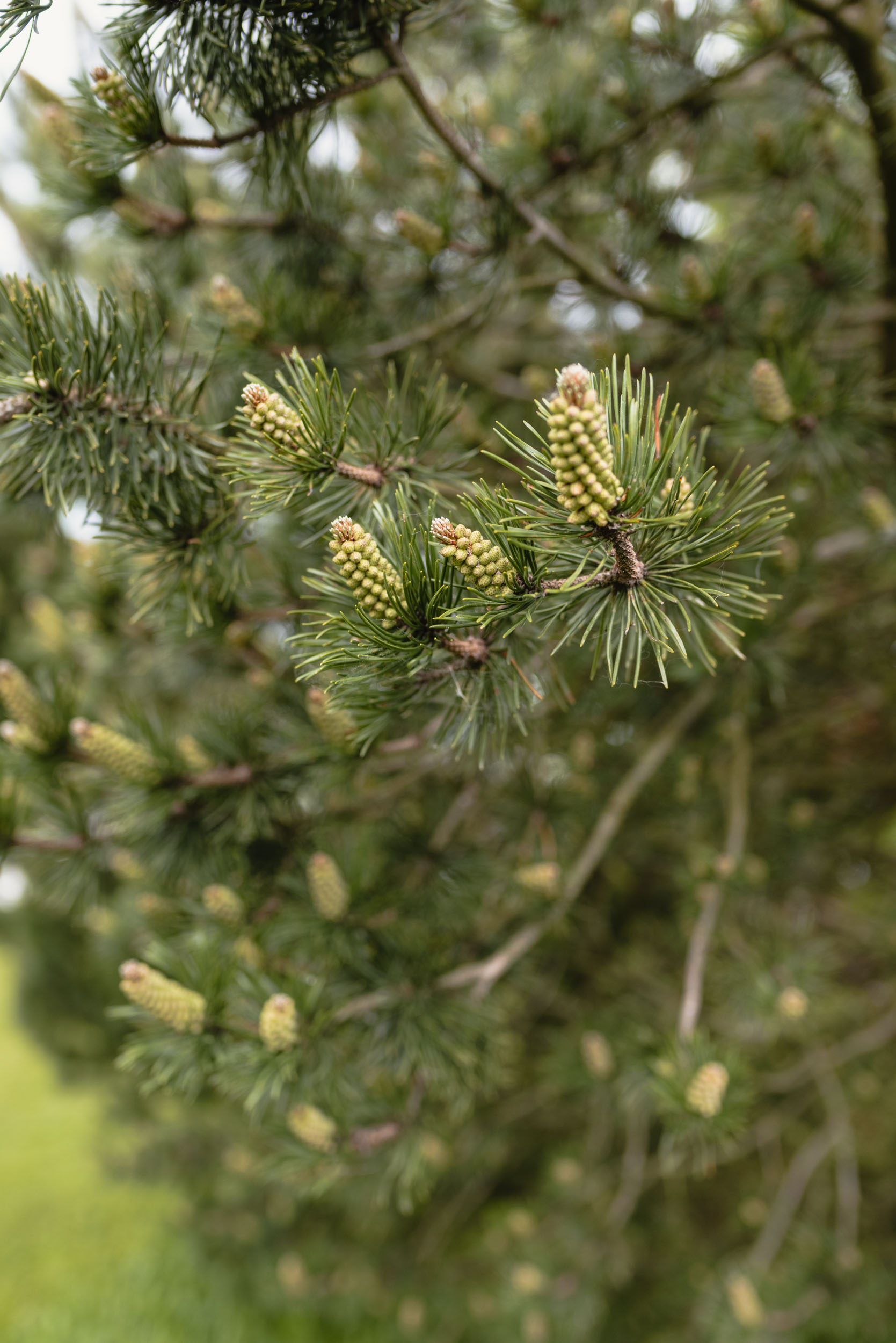 Slanica Island of Art evergreen tree detail