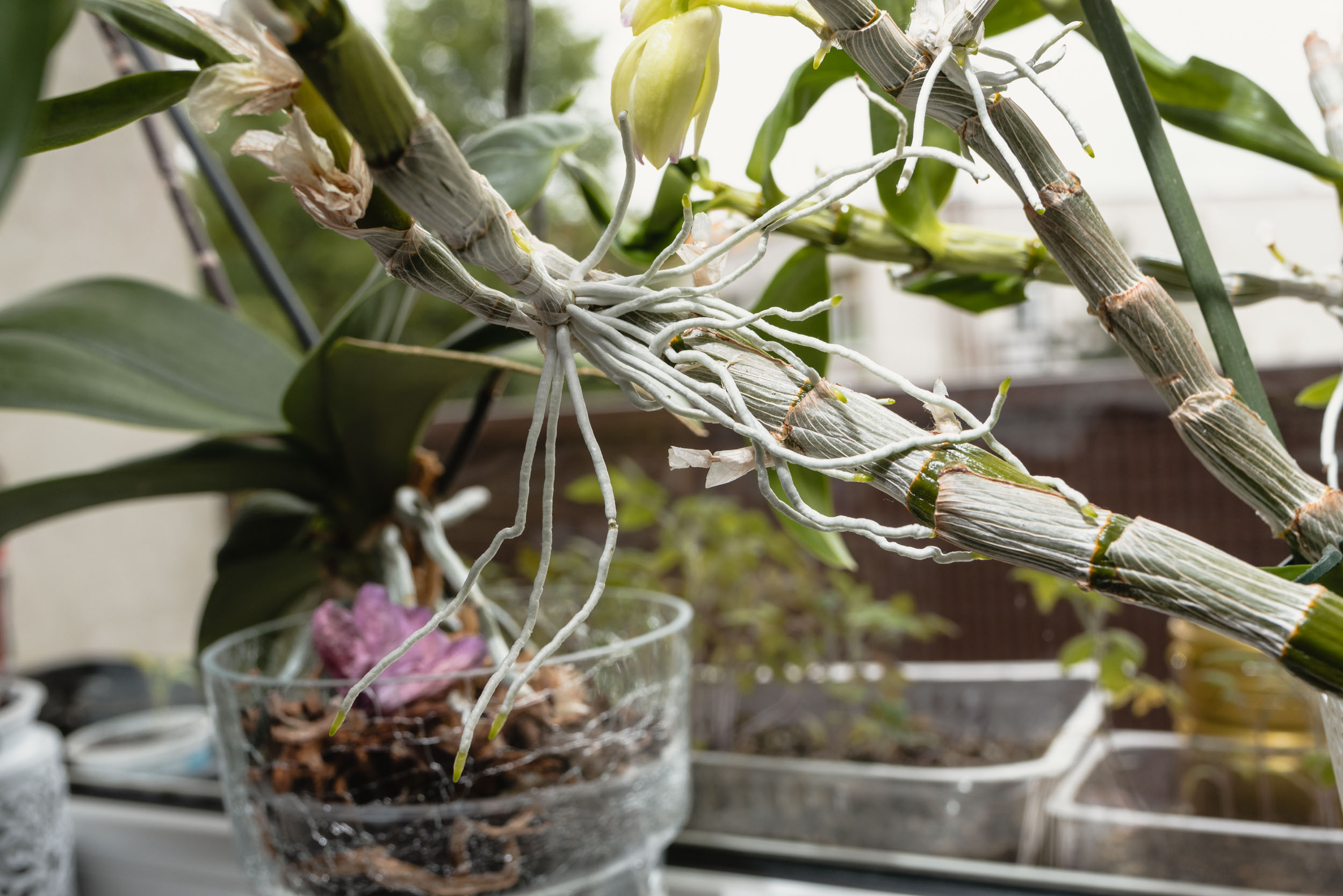 Exotic orchid with long roots growing in windowsill