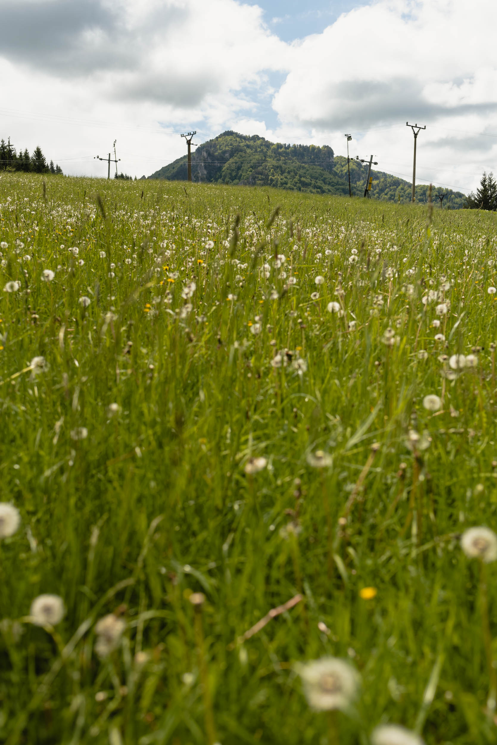 Oravian meadow