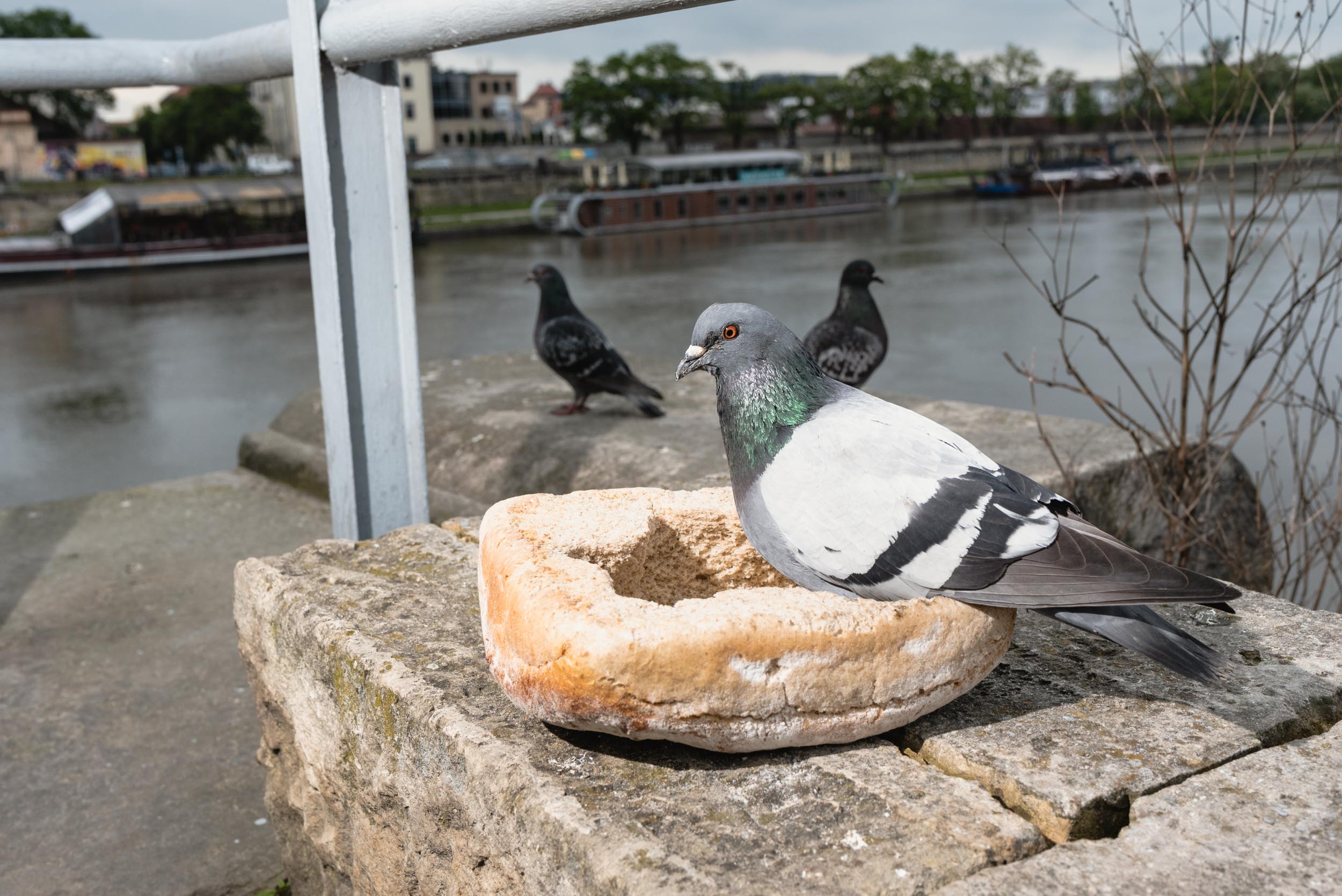 Pigeon sitting in bread bowl