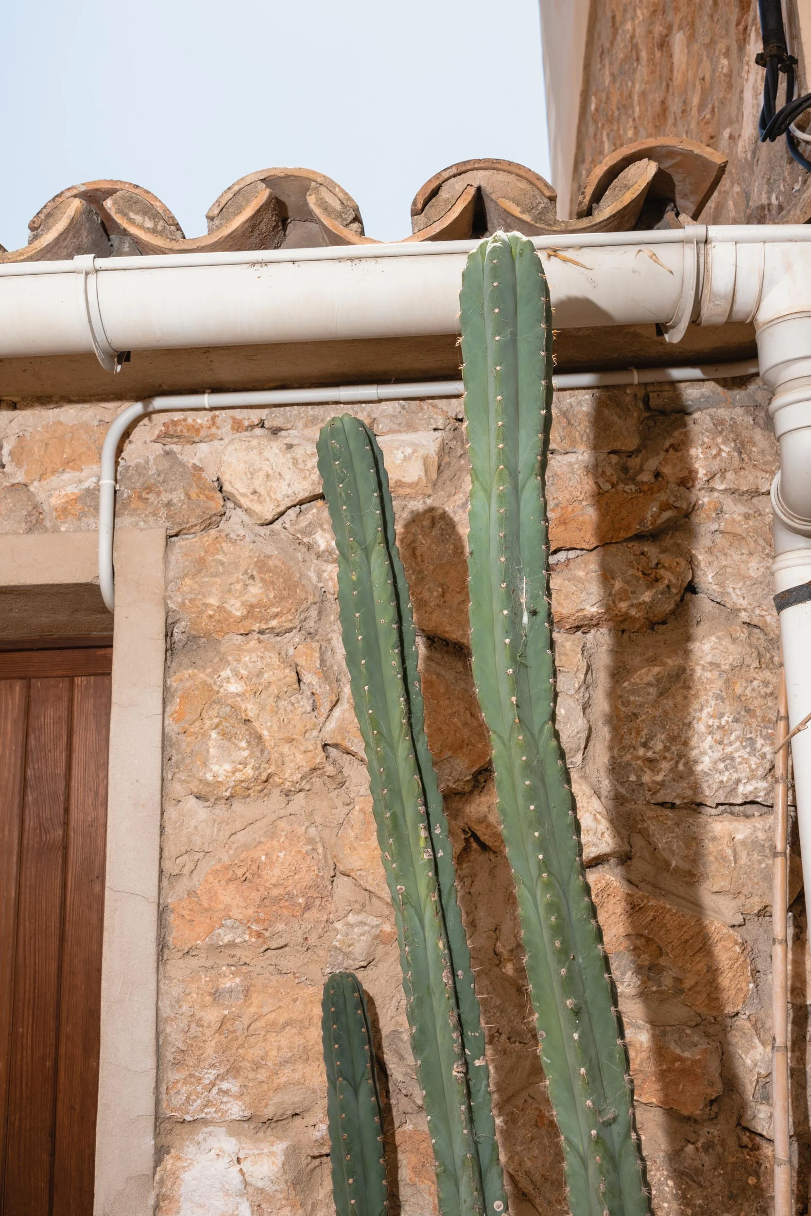 Echinopsis peruviana in Banyalbufar