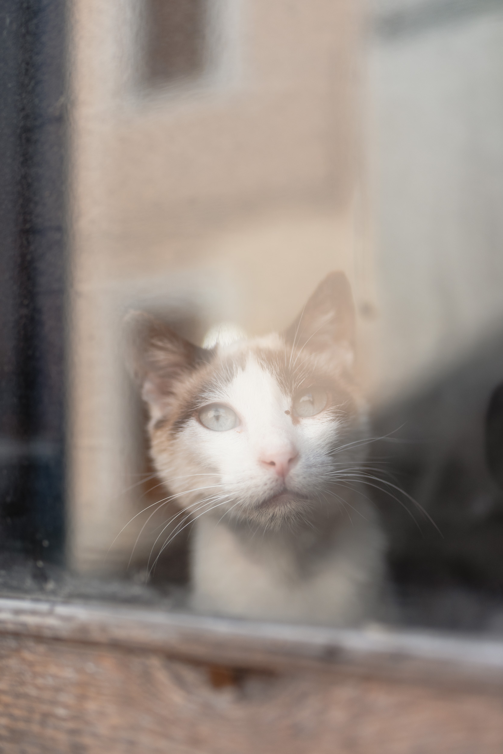 Cat looking through window in Banyalbufar, Spain