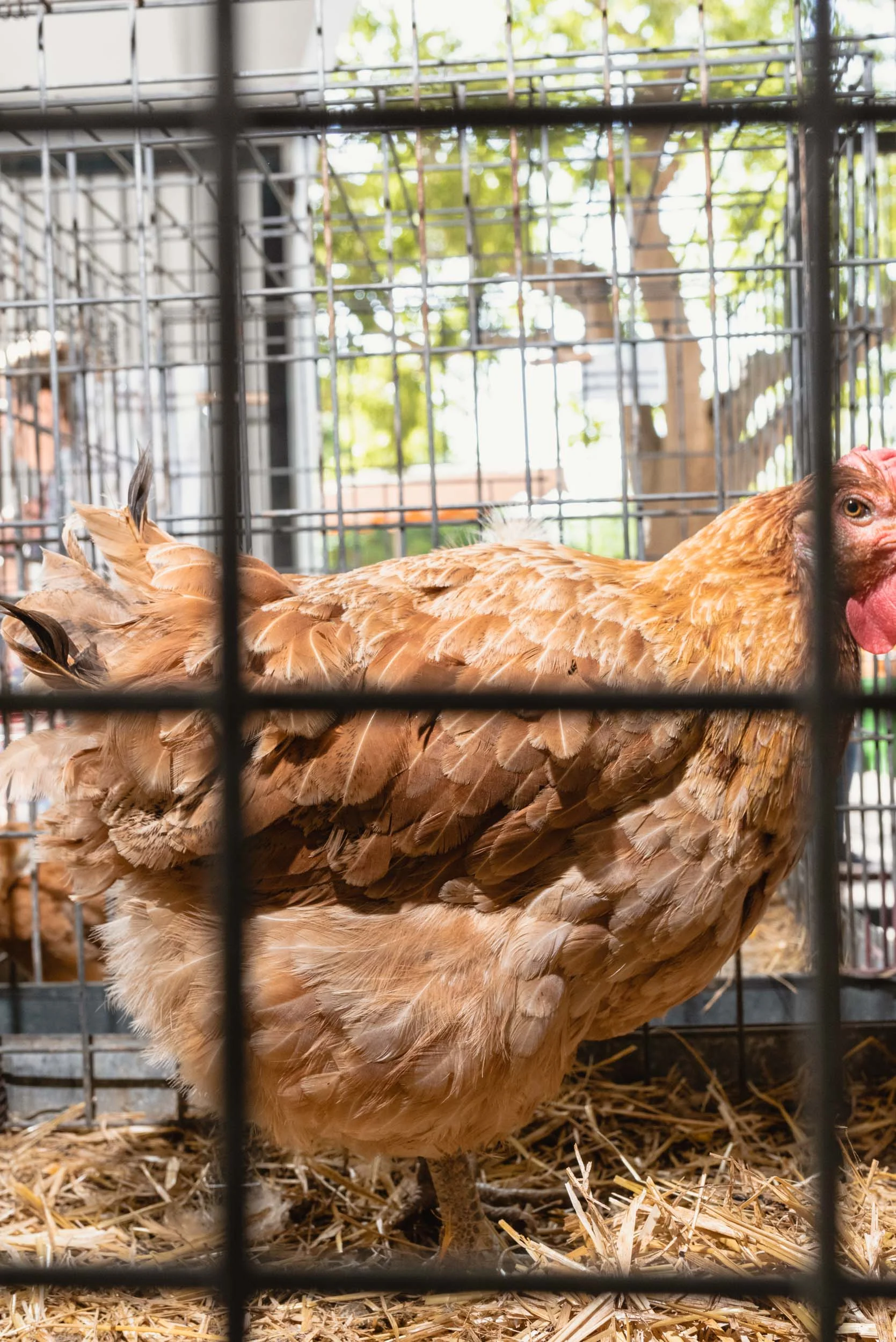 Chickens for sale in Sineu market