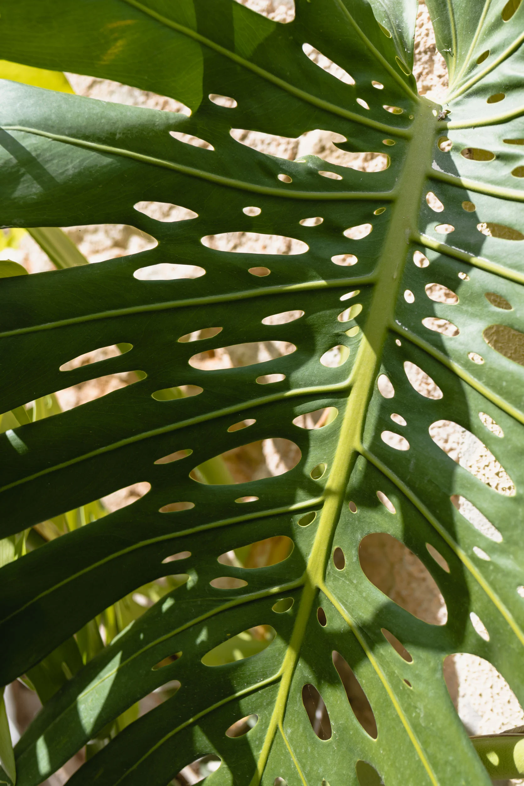 Monstera deliciosa detail
