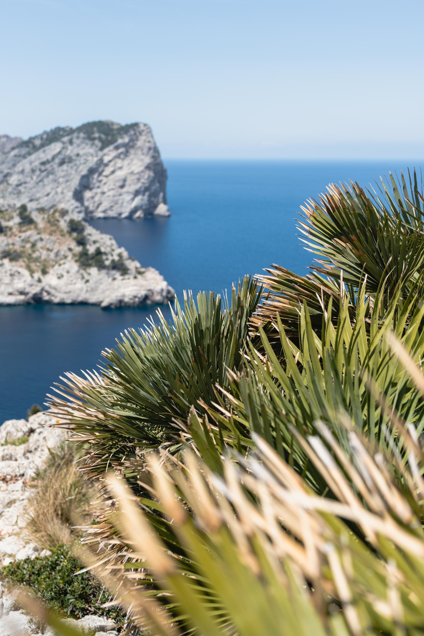 Mirador lookout Mallorca with palm grass
