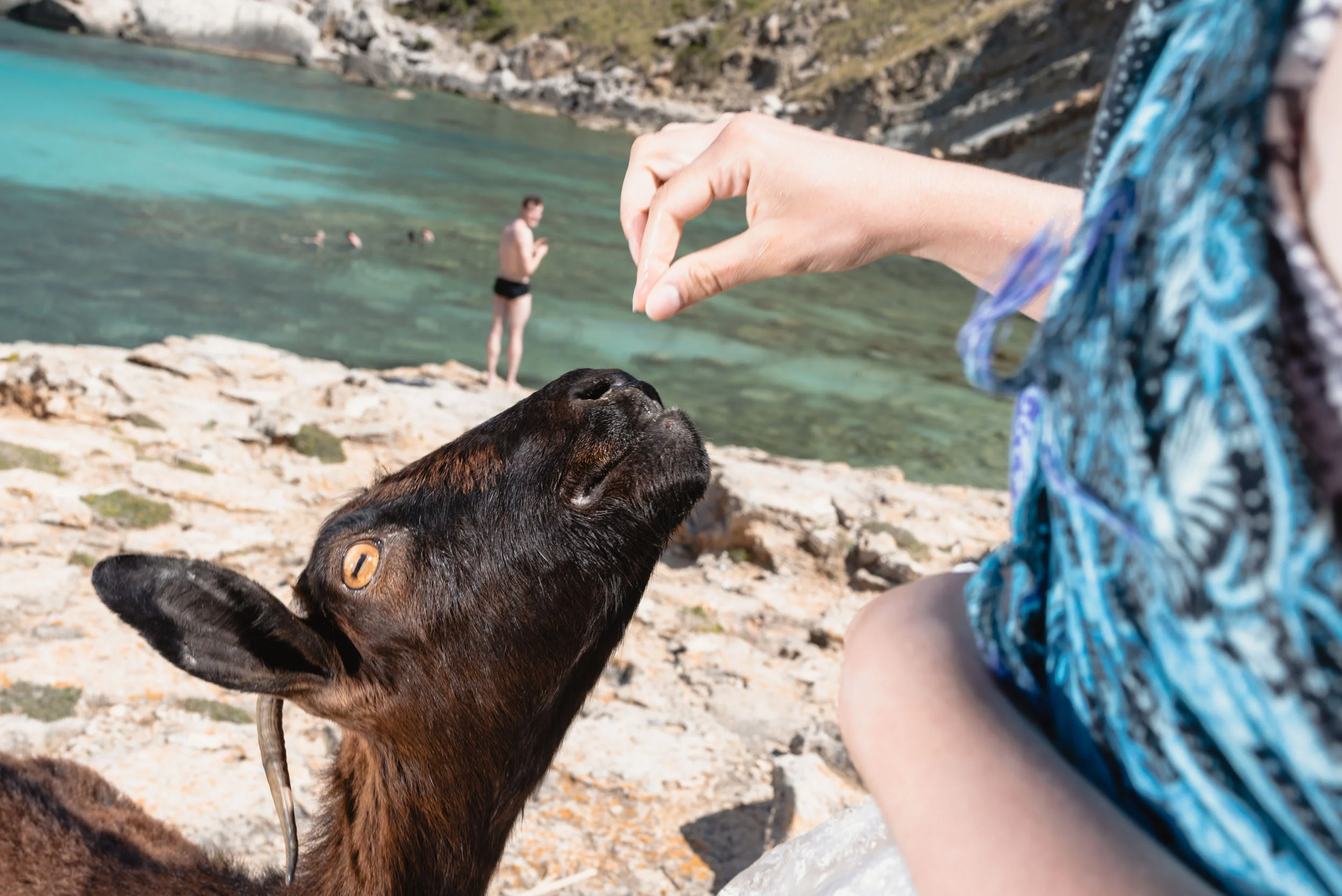 Feeding goat at Cala Figuera