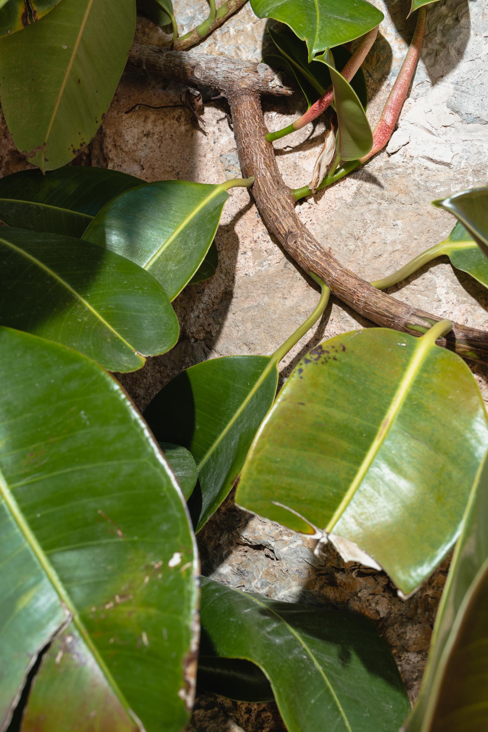 Rubber tree detail Deia, Spain