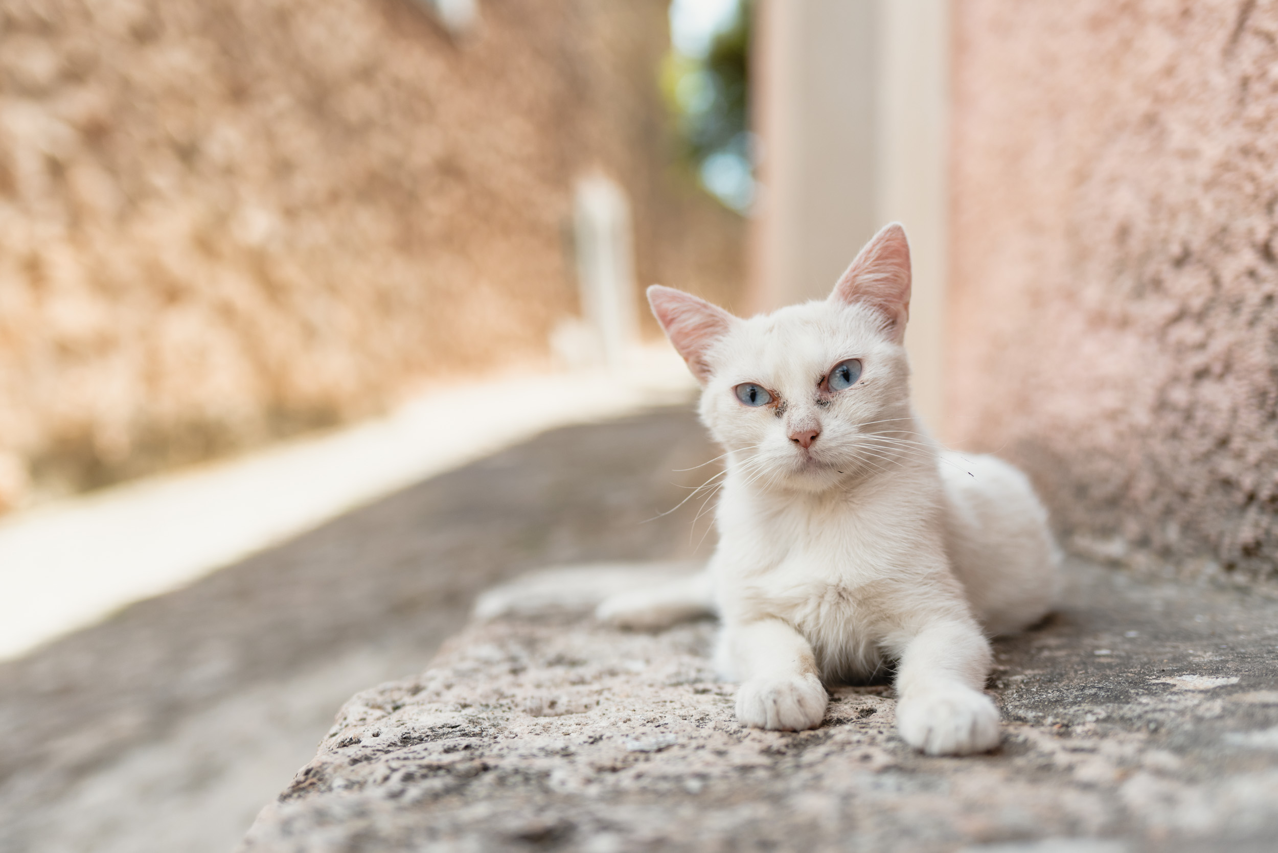 Stray white cat Fornalutx, Spain