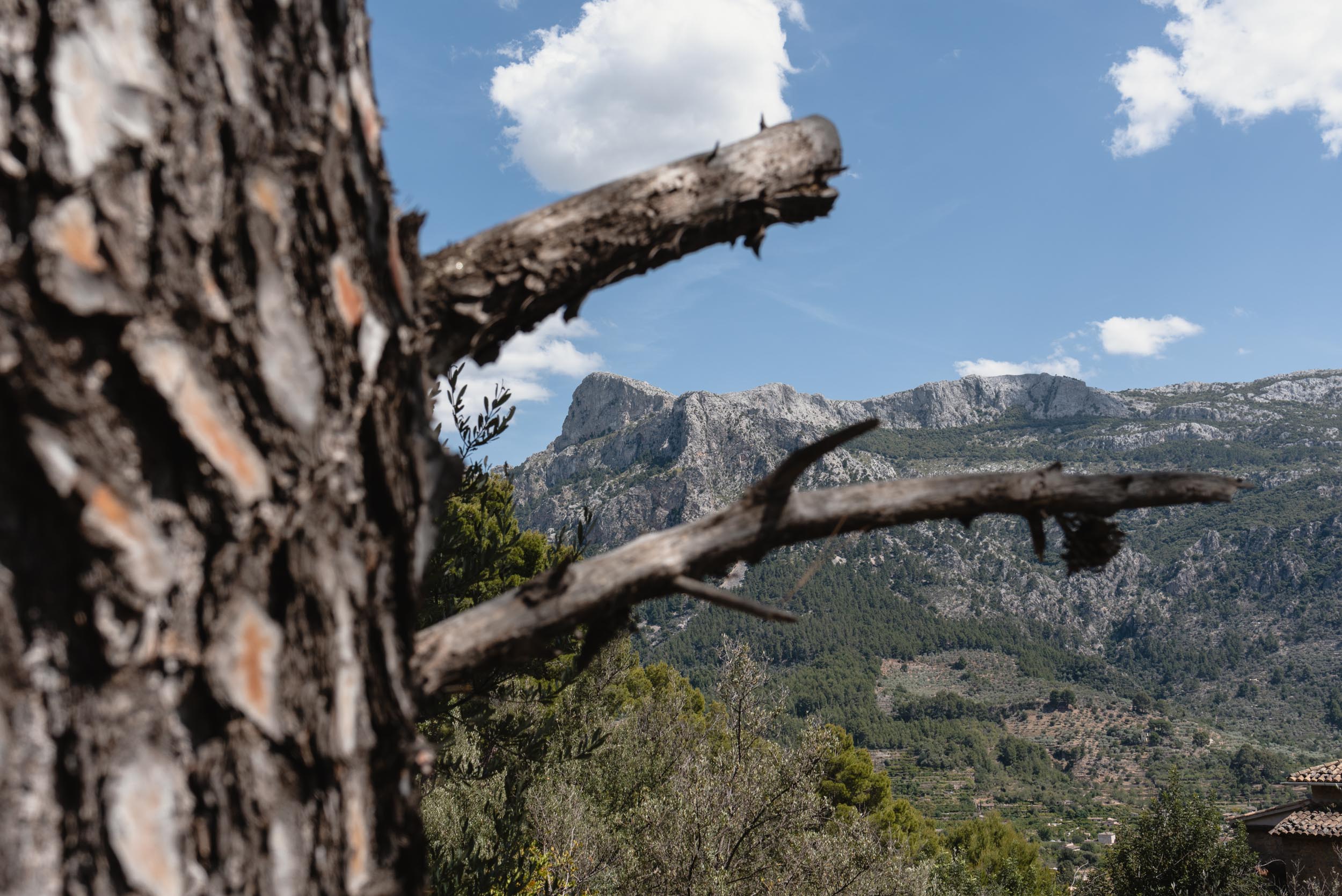 Mountain peak through trees Fornalutx, Spain