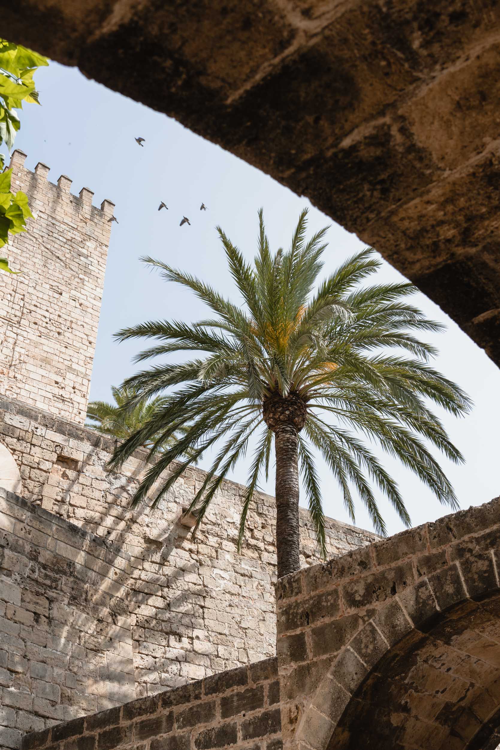 Palm and birds flying Catedral-Basílica de Santa María de Mallorca