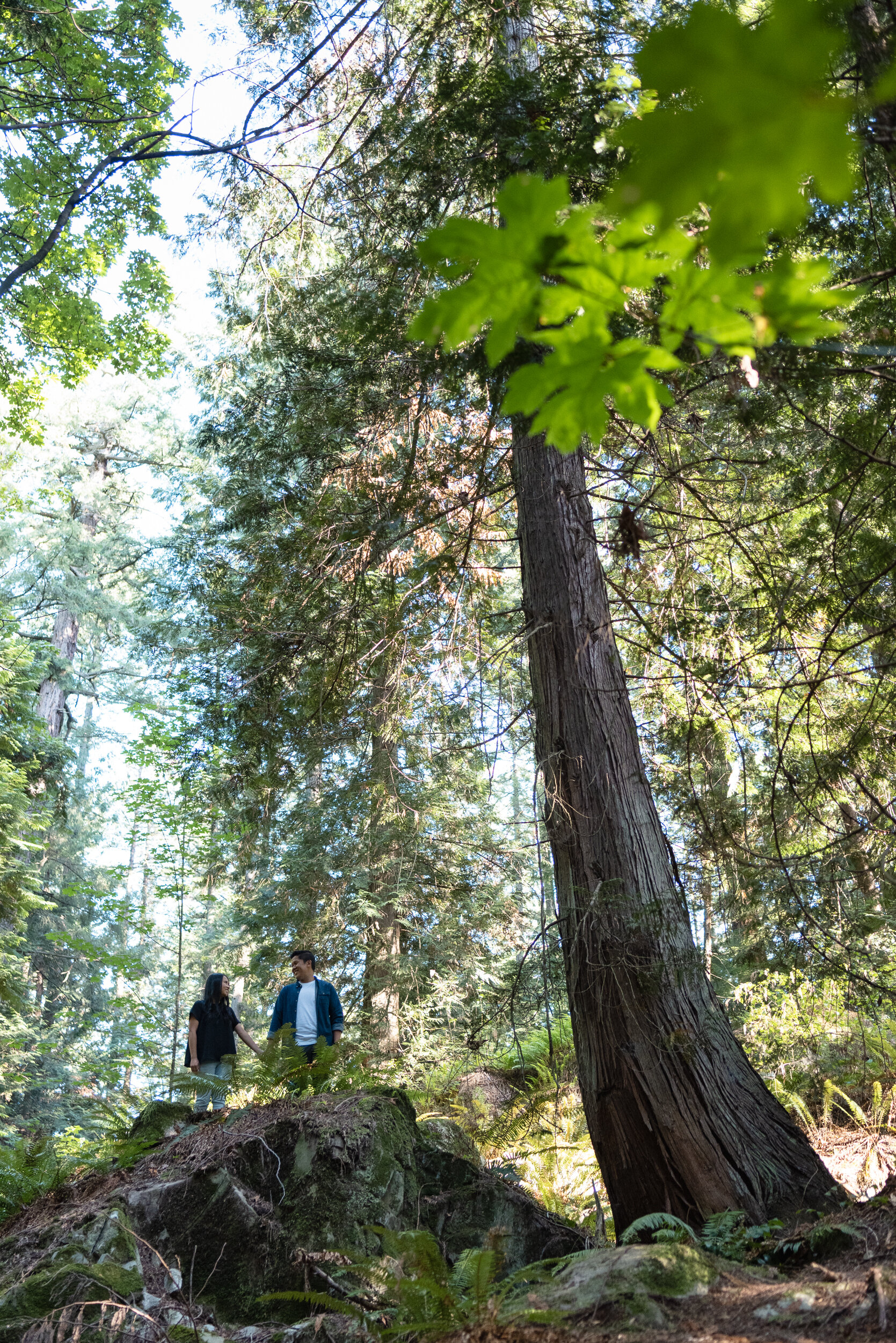 Couple standing next to old growth cedar tree