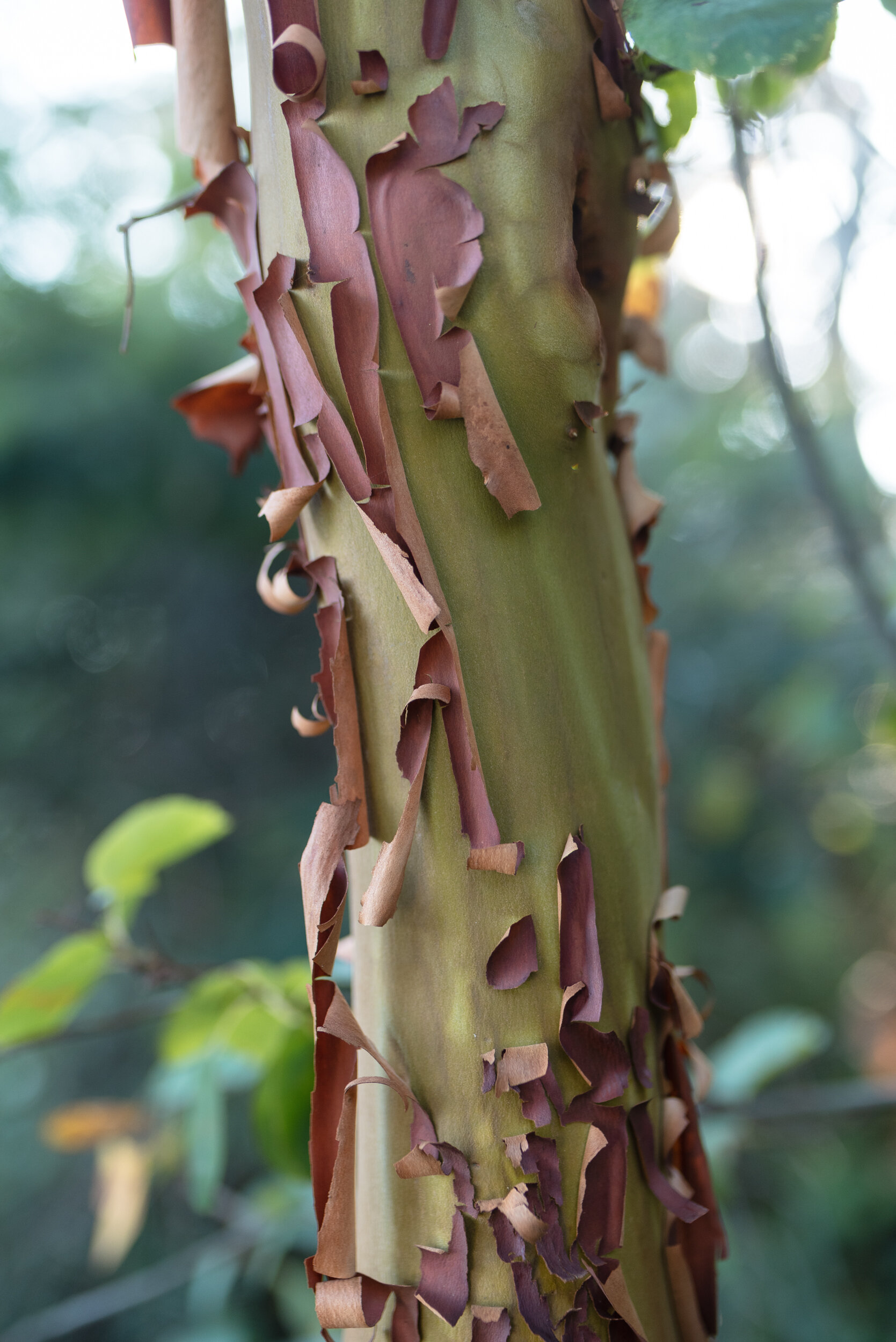 Detail of arbutus tree bark peeling