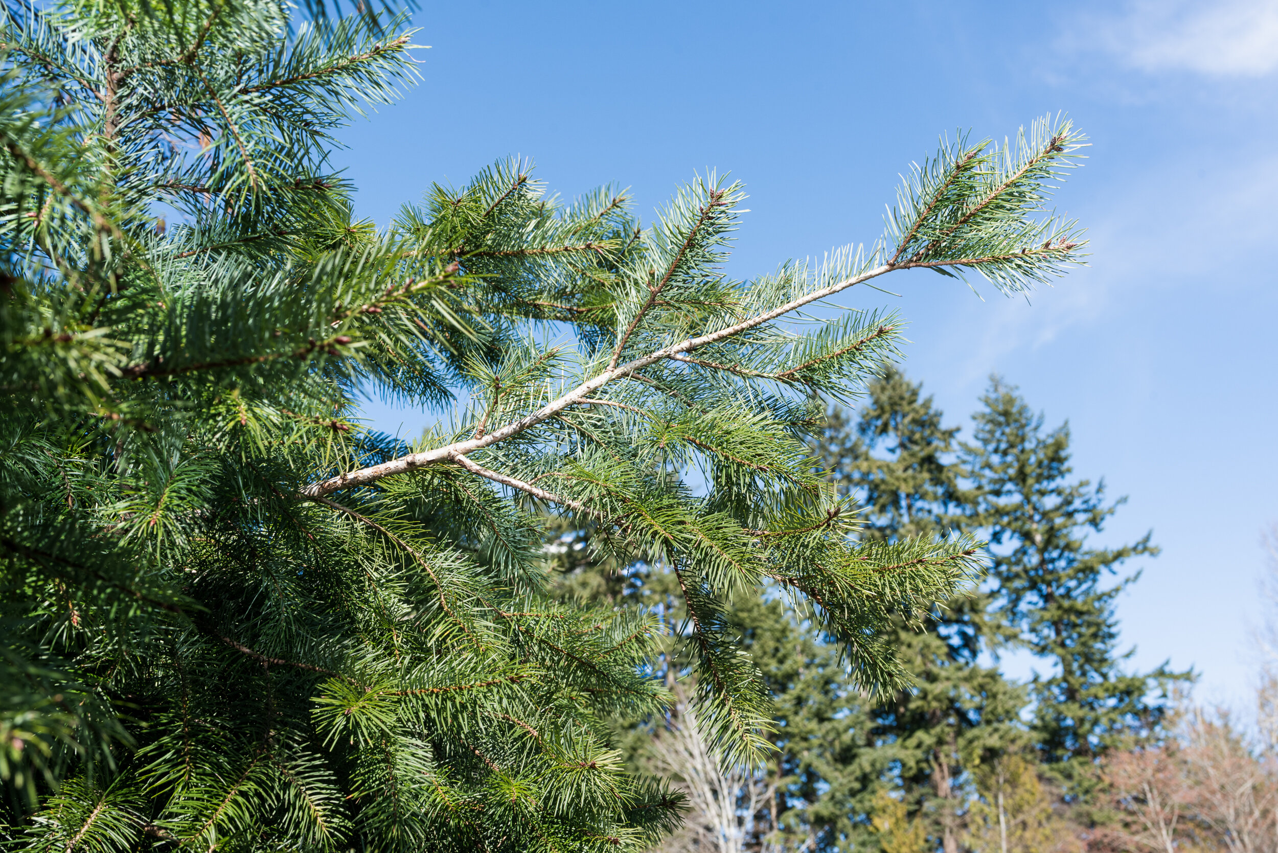 Douglas fir branch and blue sky