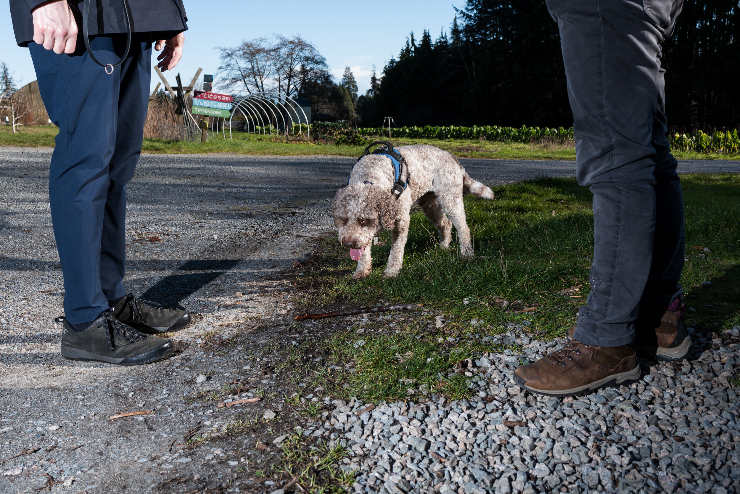 Macchi truffle dog Lagotto Romagnolo