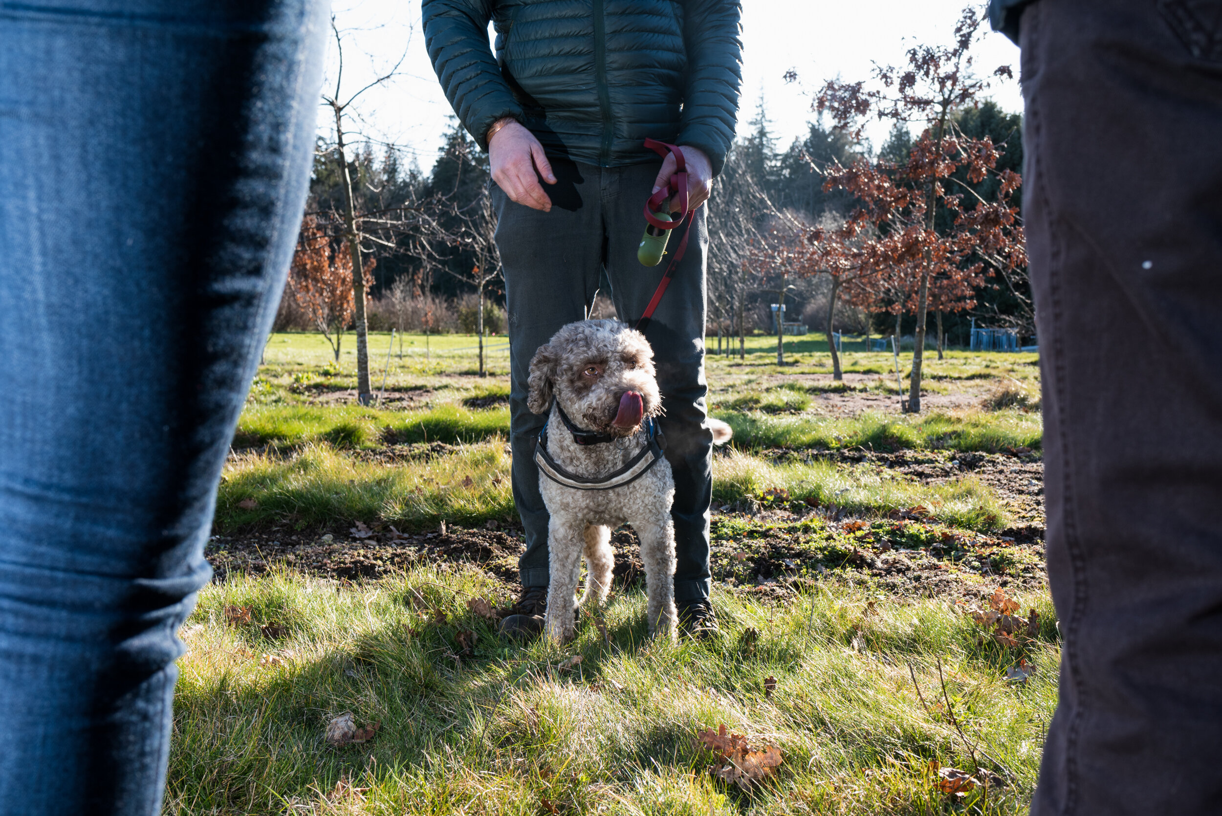 Macchi truffle dog Lagotto Romagnolo with owner