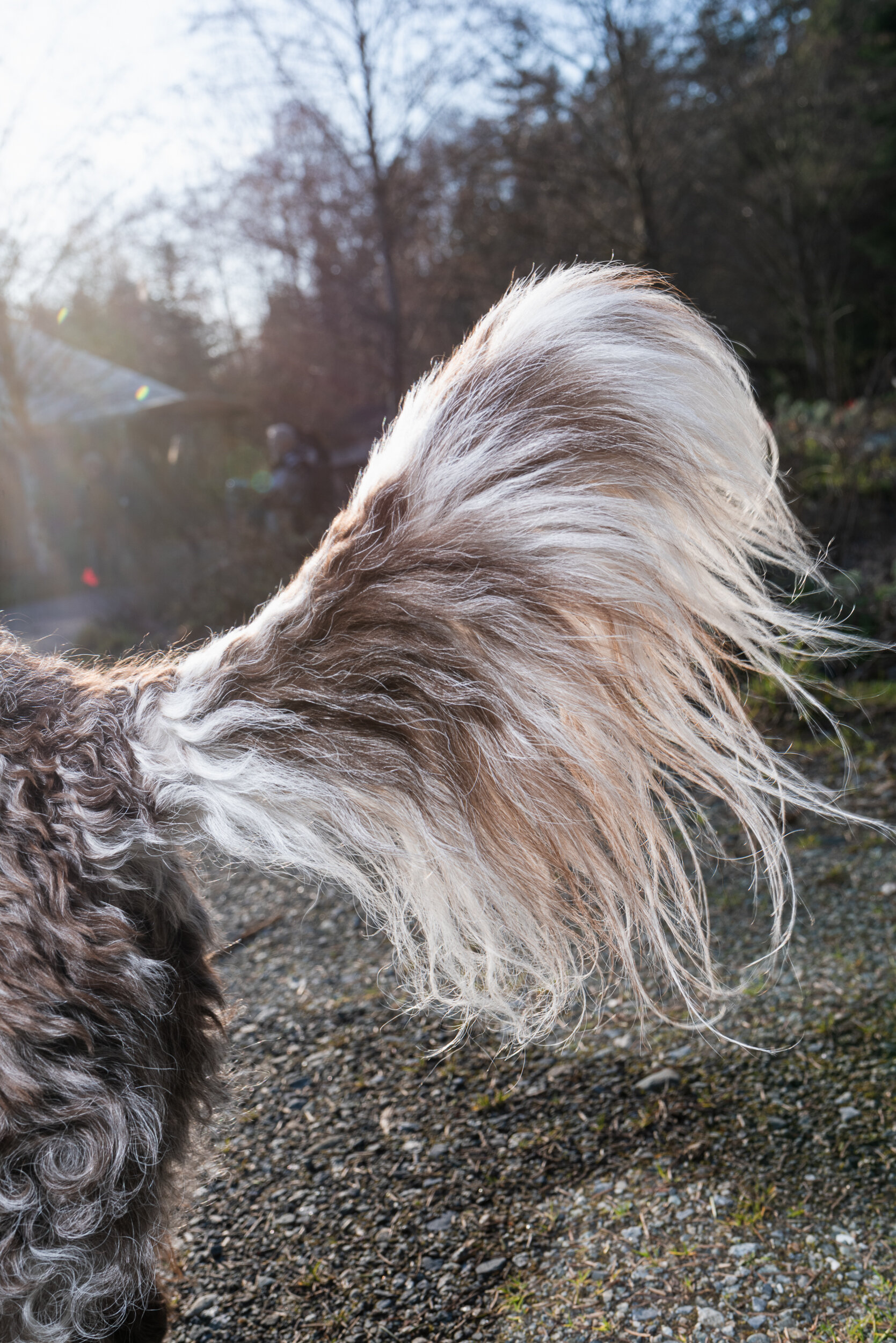 Truffle dog Lagotto Romagnolo tail