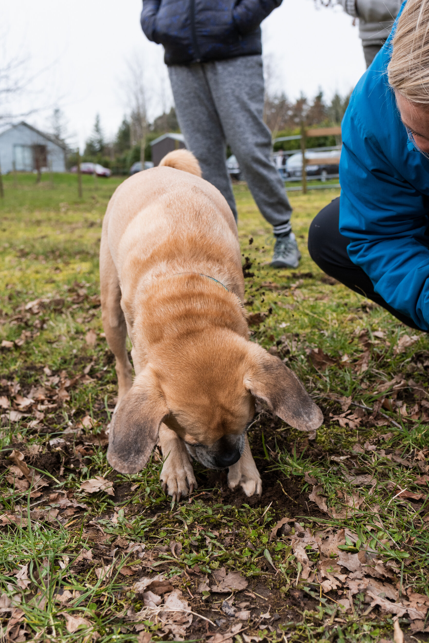 Dexter puggle truffle dog digging