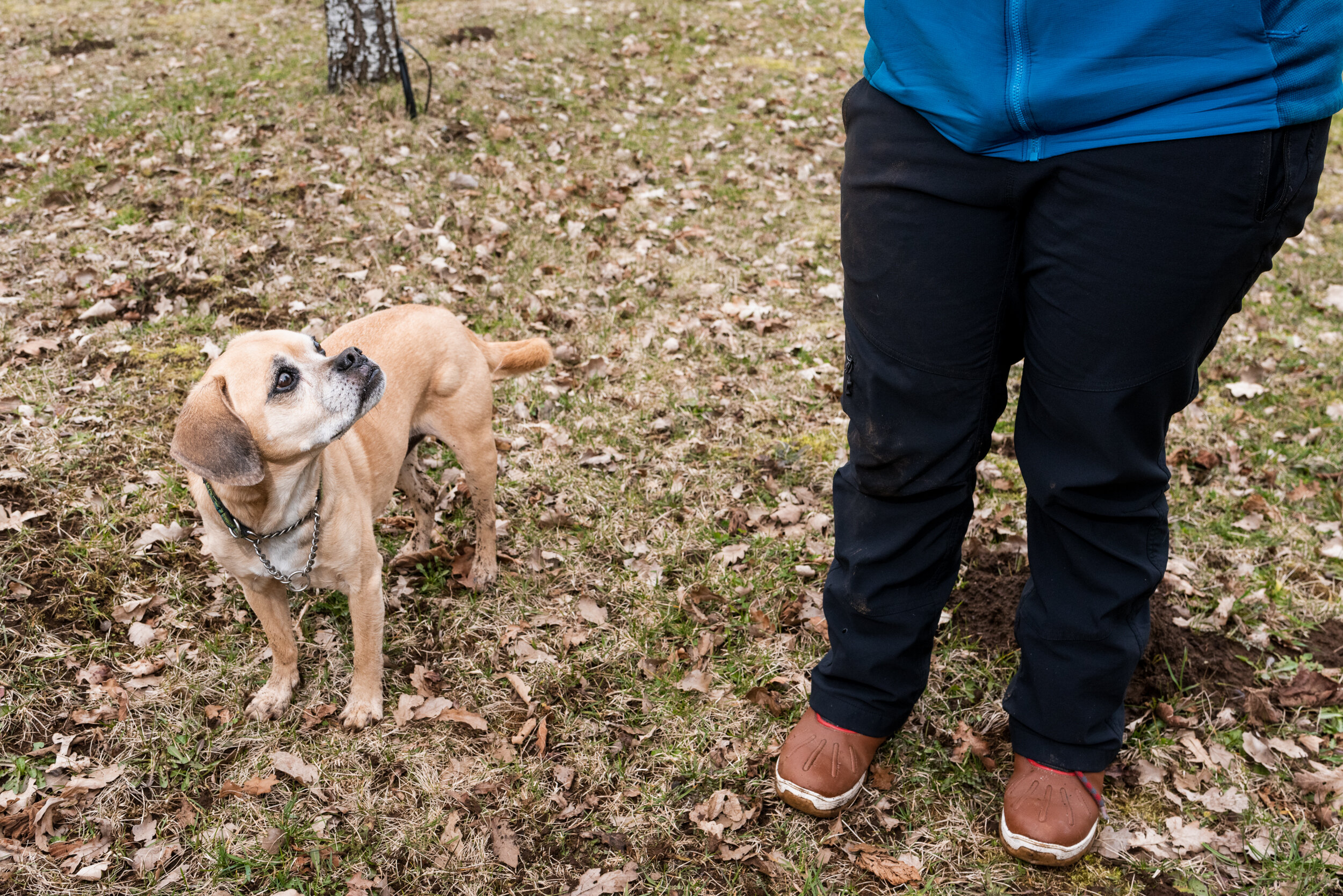 Dexter puggle truffle dog looks at owner