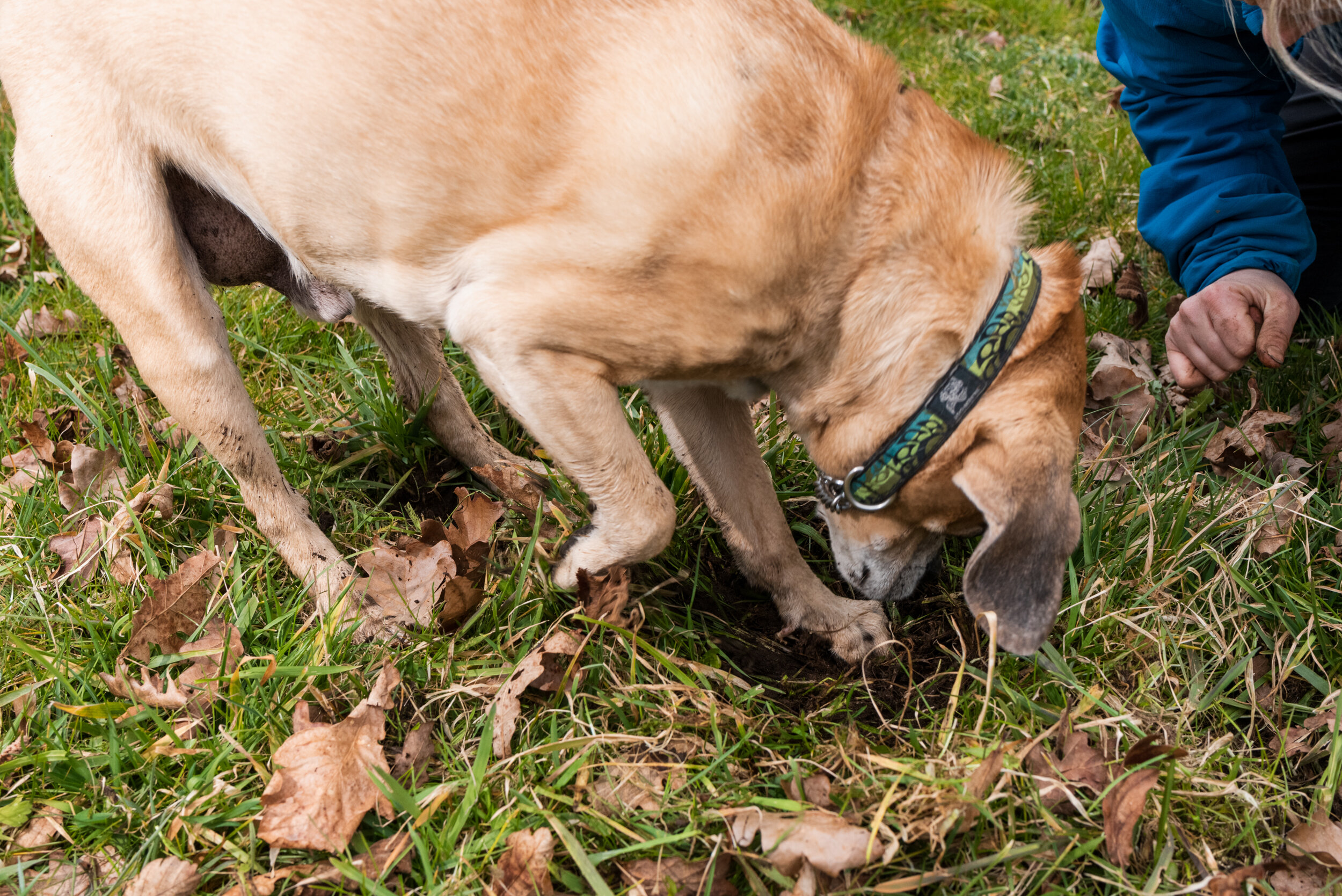 Dexter puggle truffle dog digging