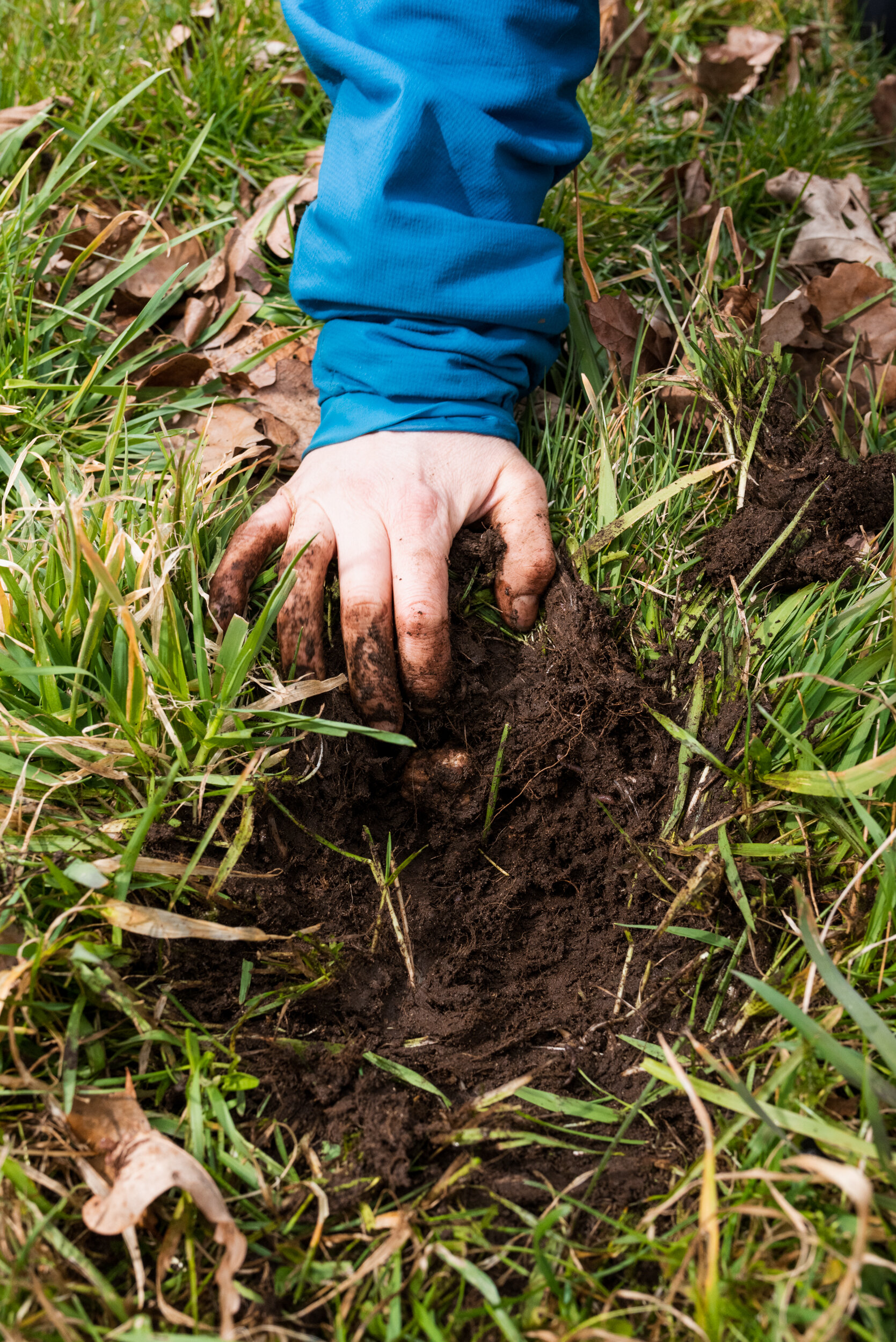 Tuber borchii truffle in ground