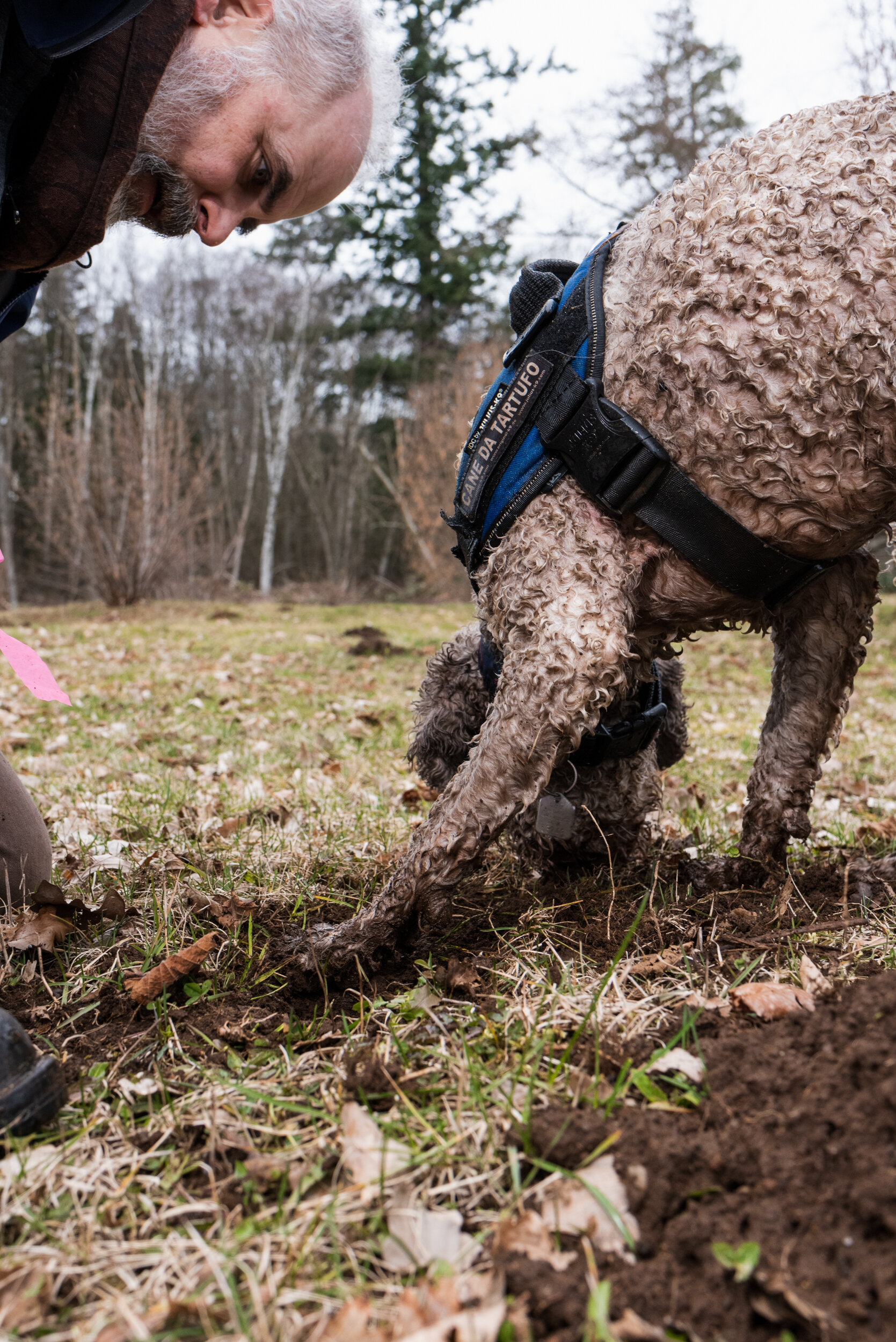 Macchi truffle dog Lagotto Romagnolo digging