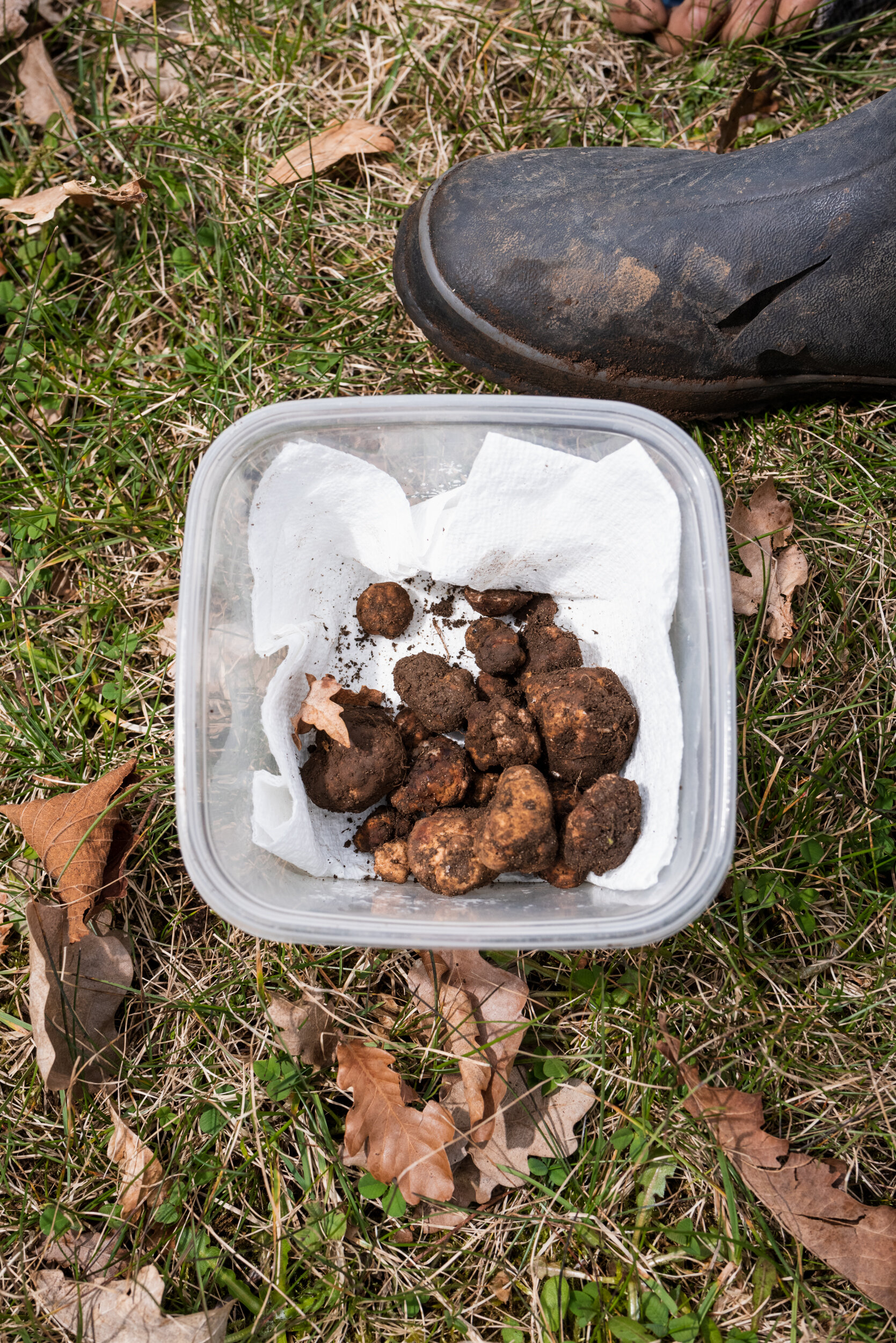 Container Tuber borchii truffle Langley