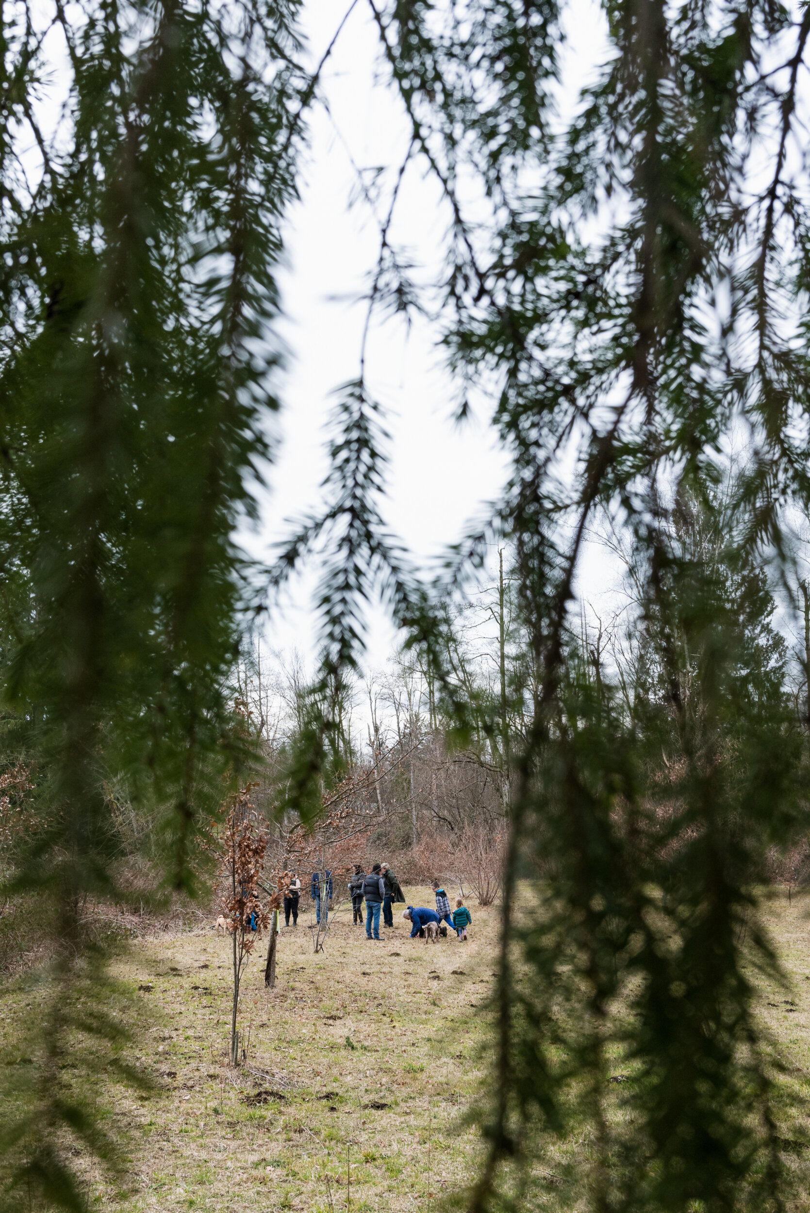 Group of people looking for truffles