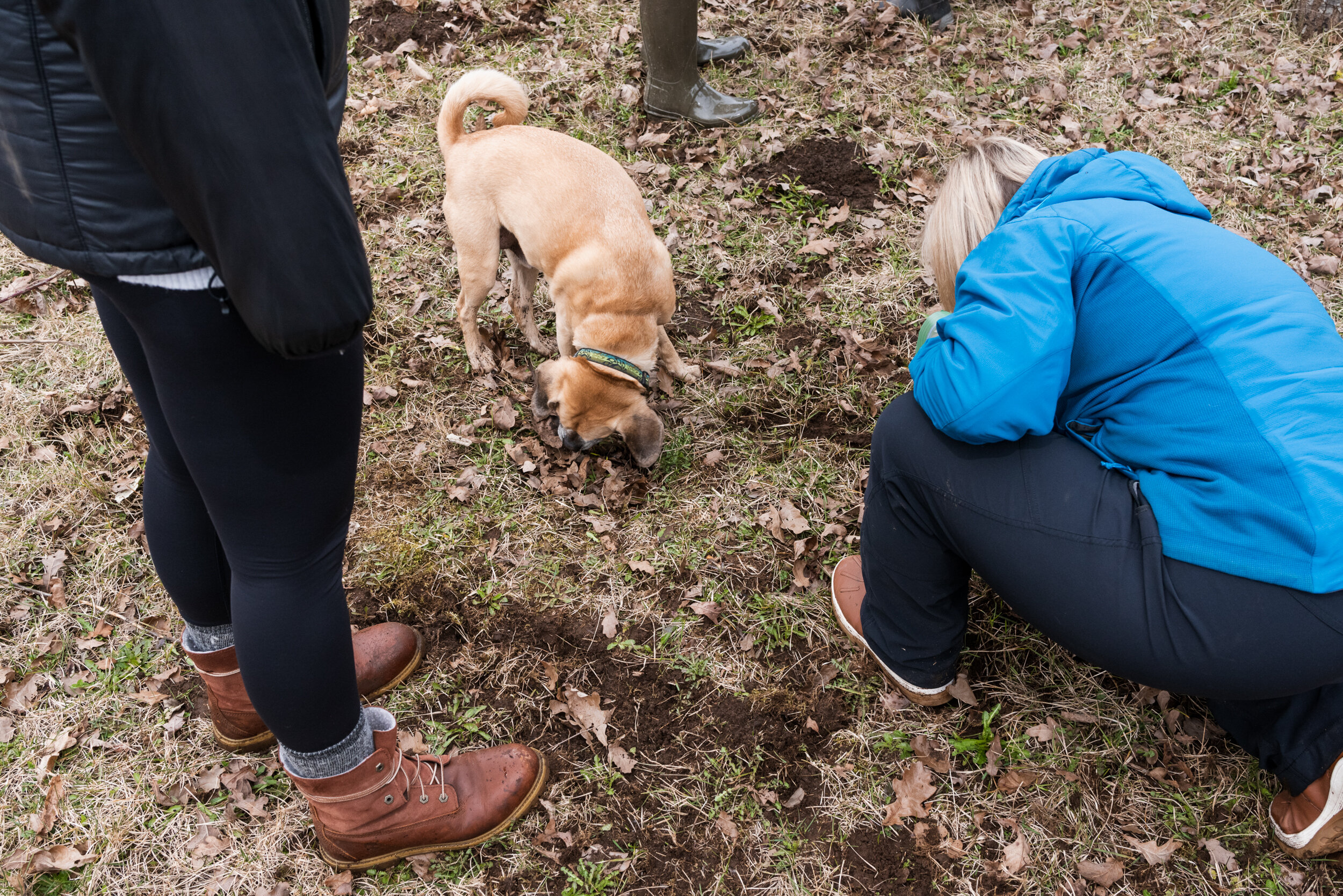 Brooke and Dexter puggle looking for truffles