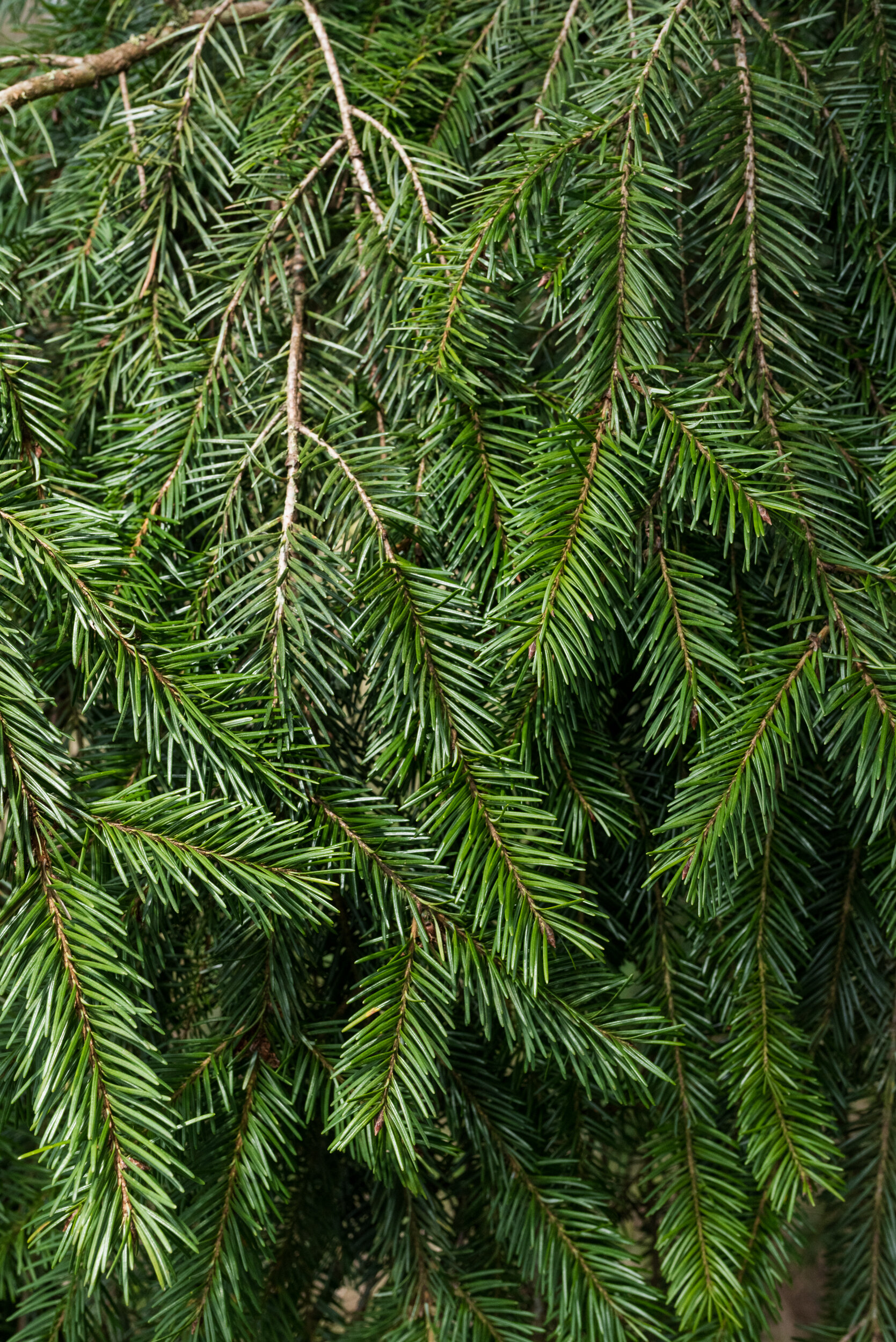 Douglas fir detail