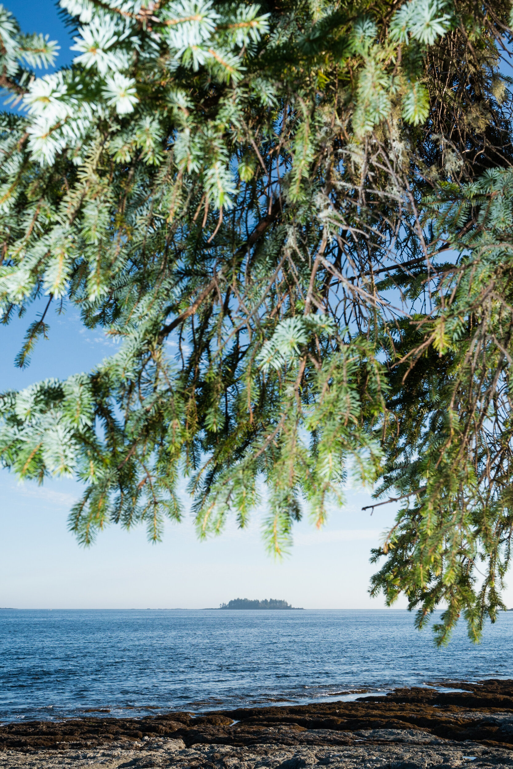 Shoreline with tree Ucluelet