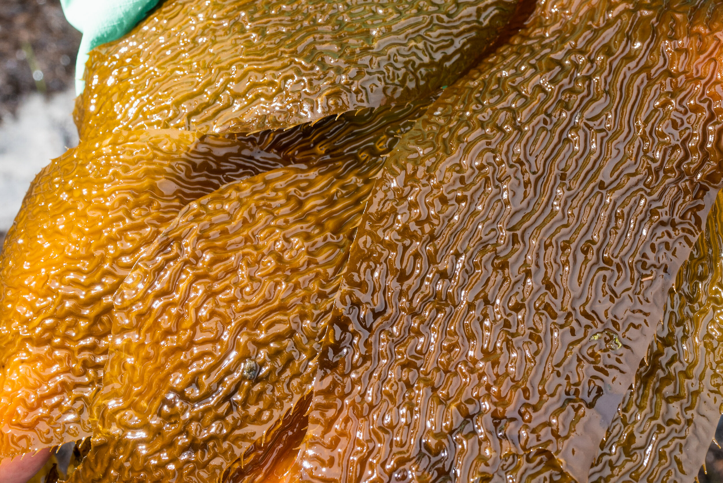 Kelp detail