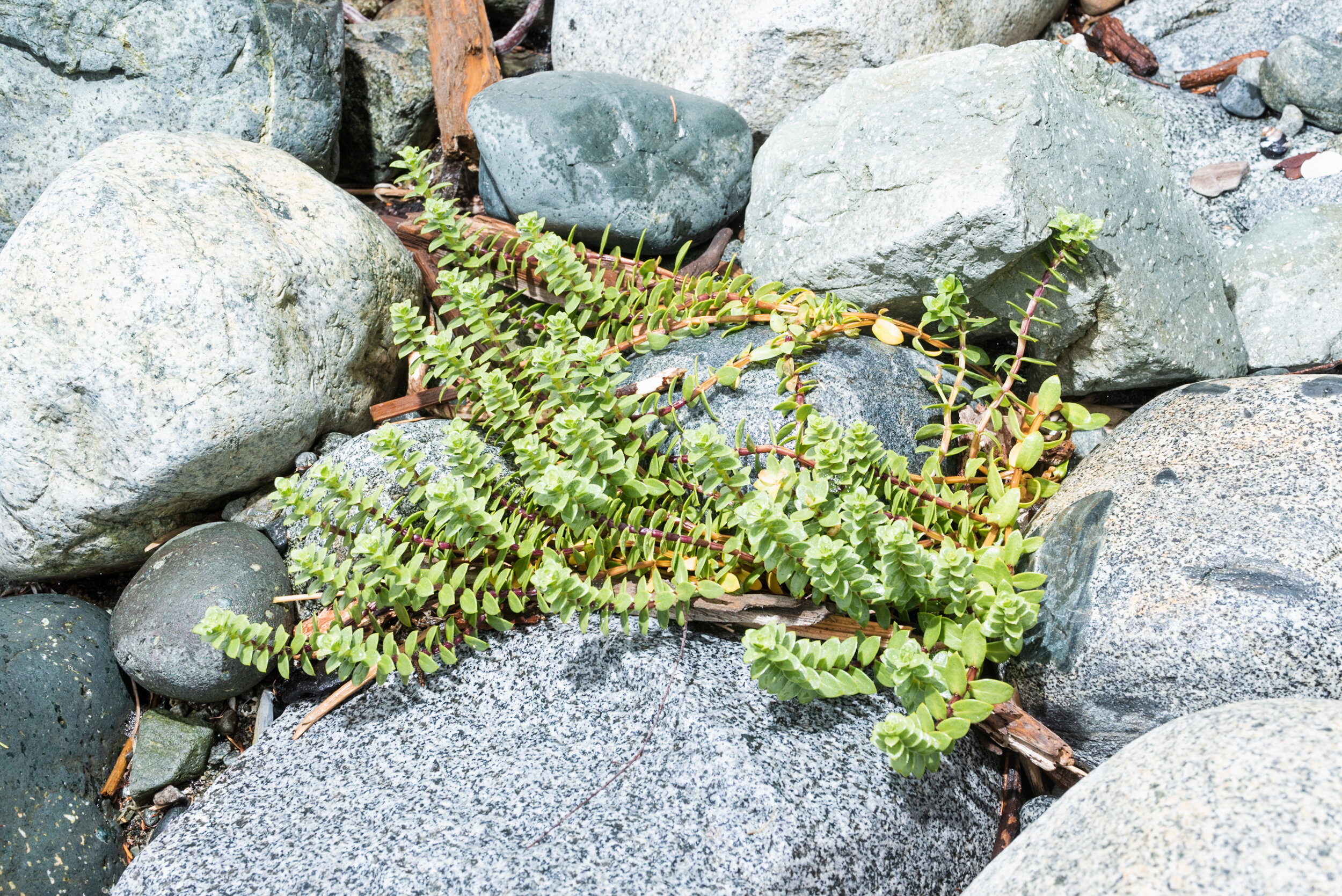 Beach plants