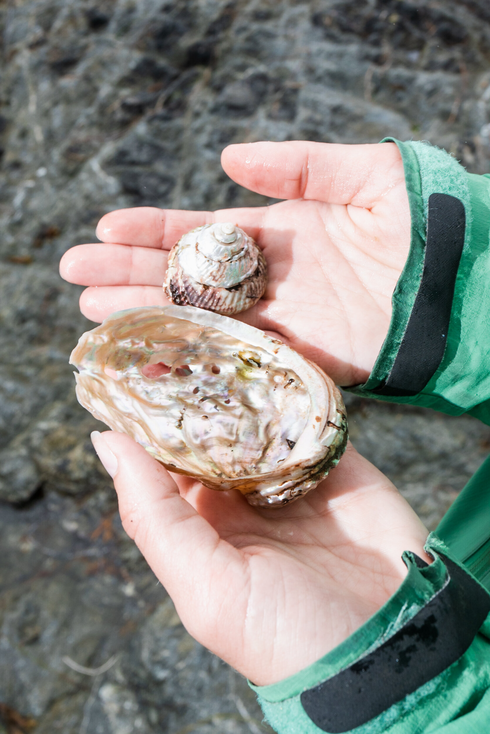 Abalone and Snail shell