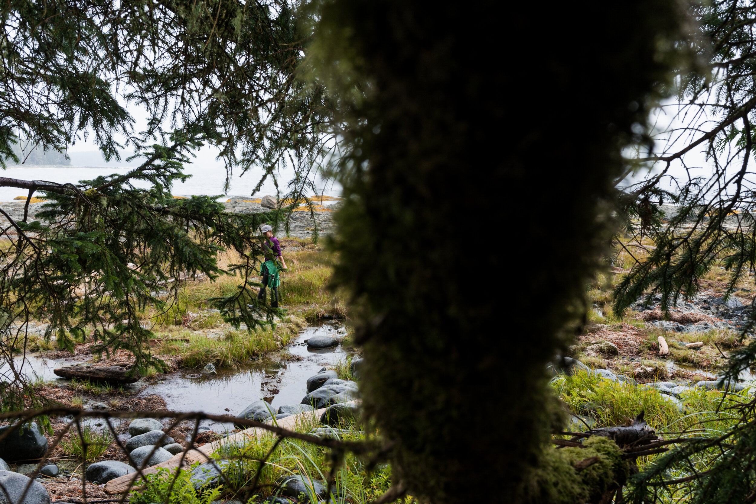 Shoreline with trees Ucluelet