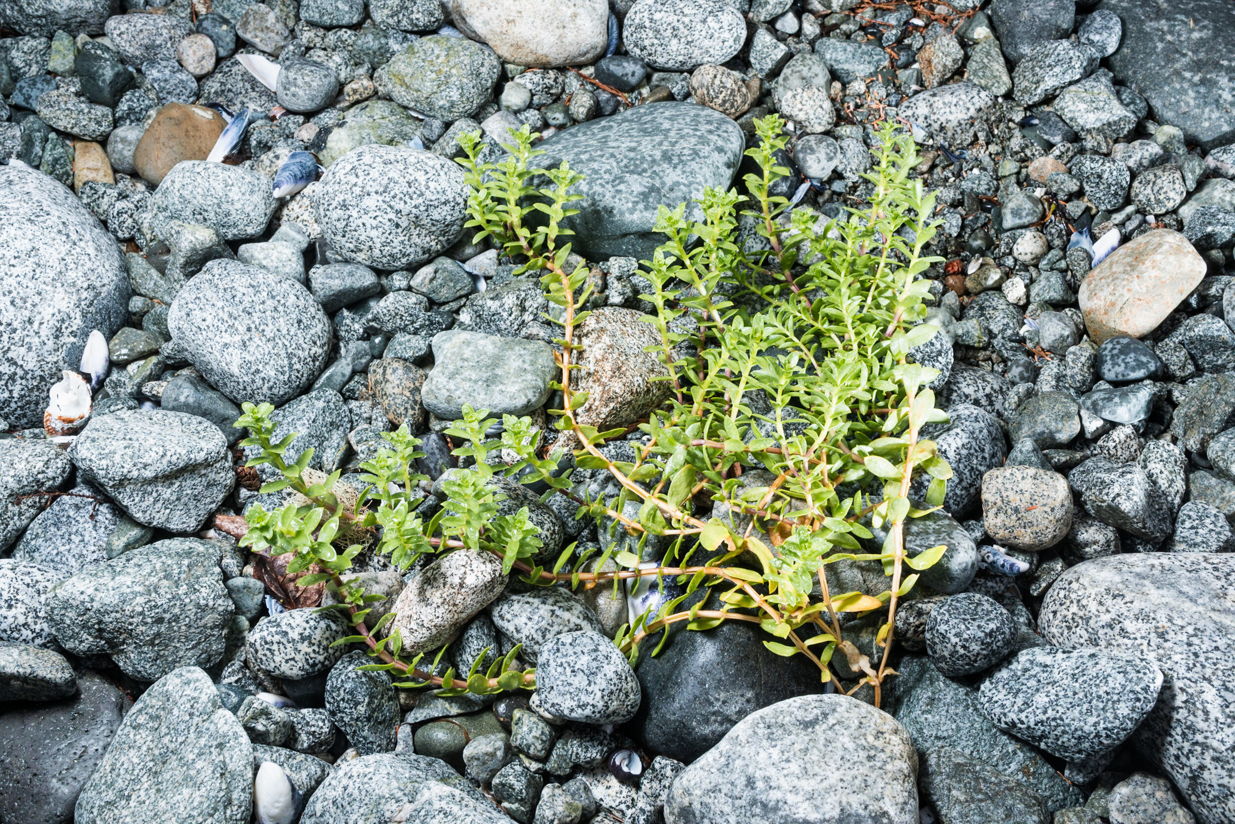 Beach plants