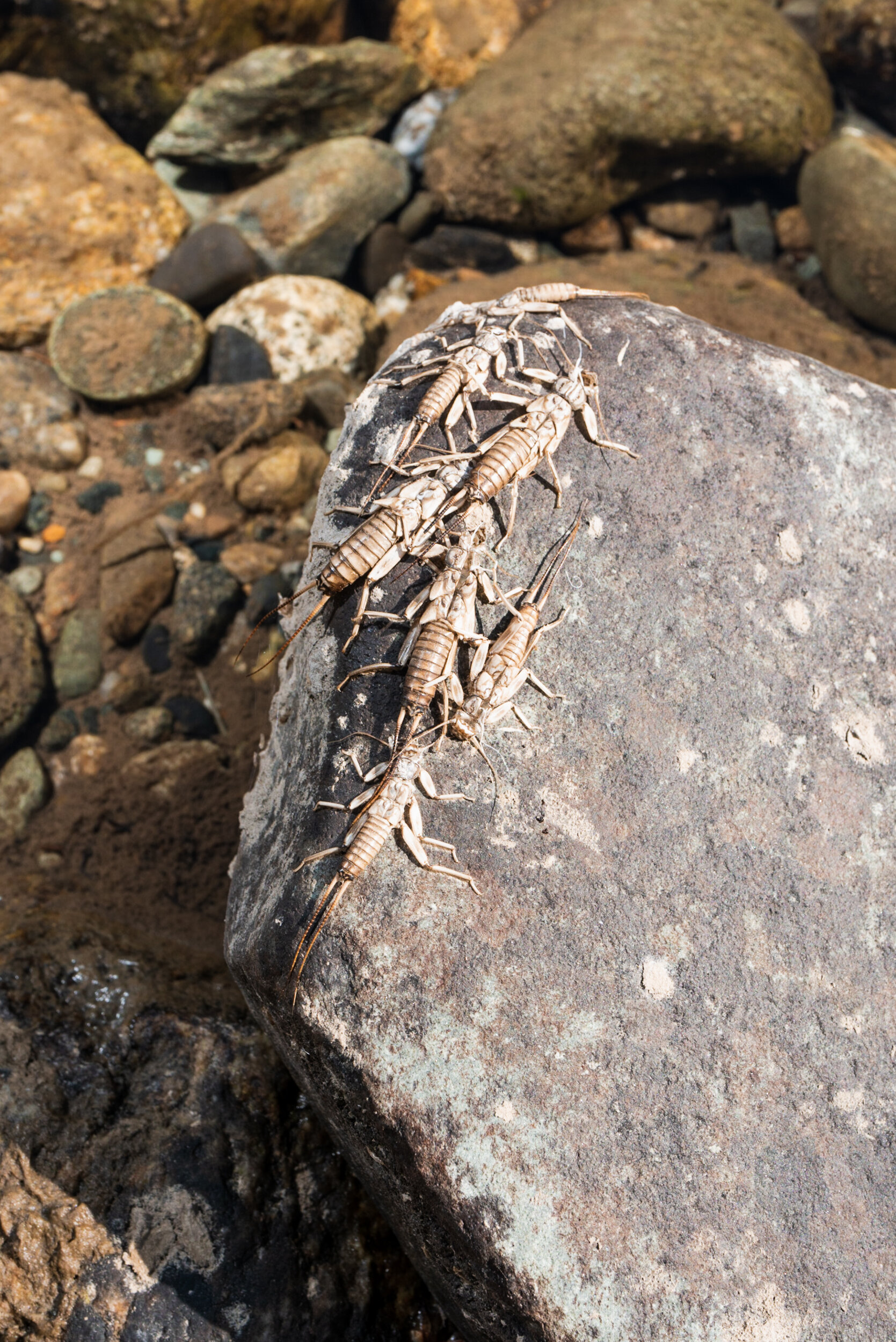 Dragonfly larvae on rock