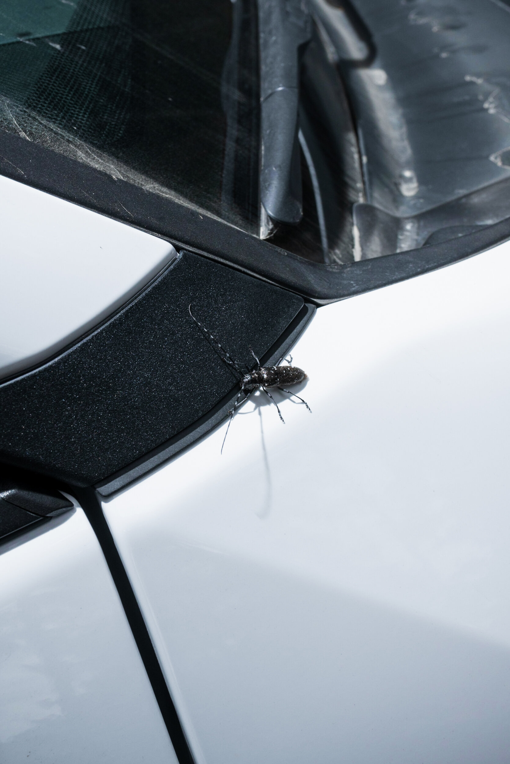 Asian black beetle on car