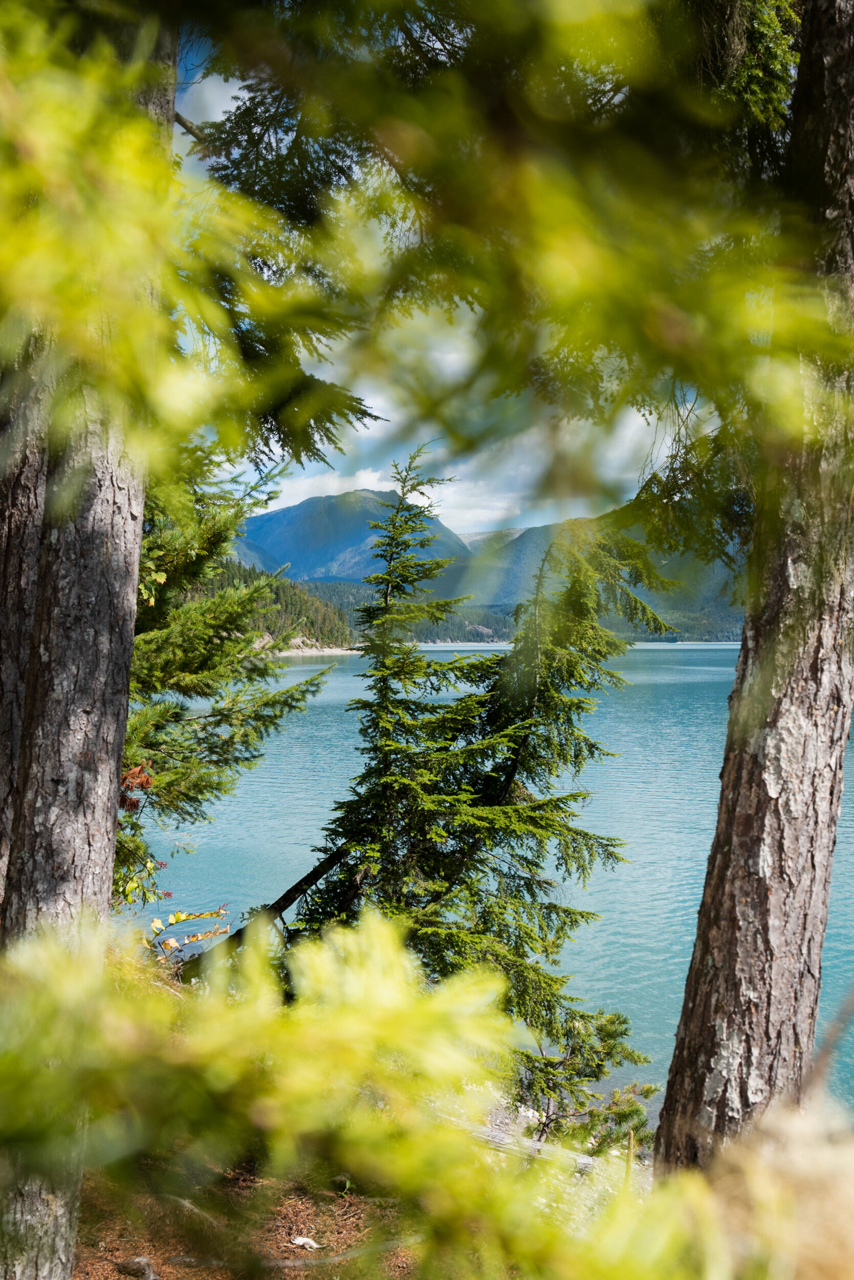 Upper Arrow Lake view through trees