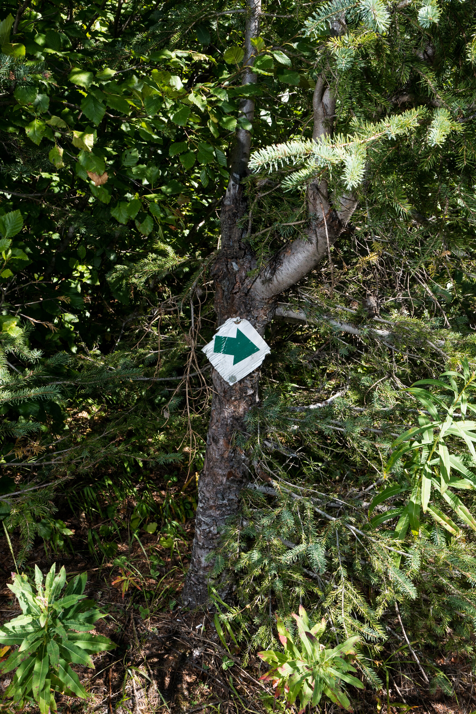 Pinnacle Lake hike arrow