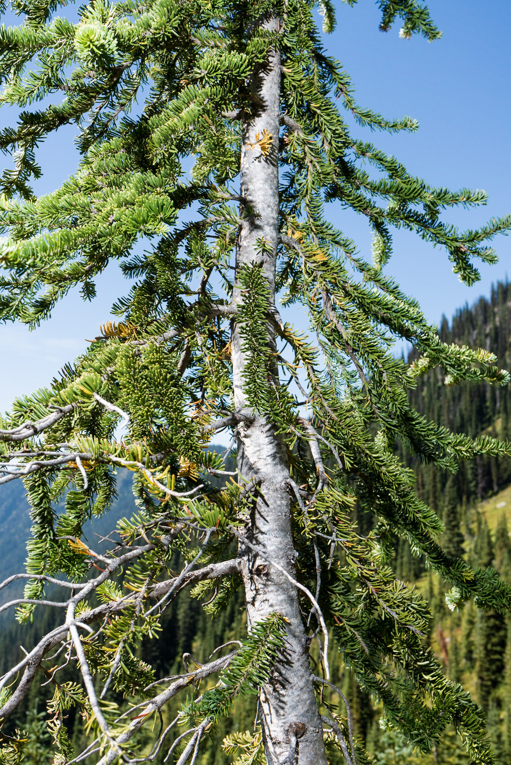 Pinnacle Lake hike tree detail