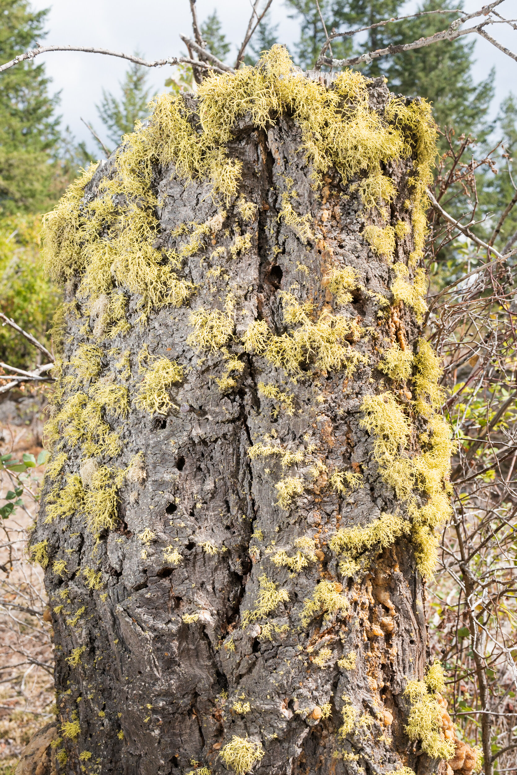 Lichen on tree