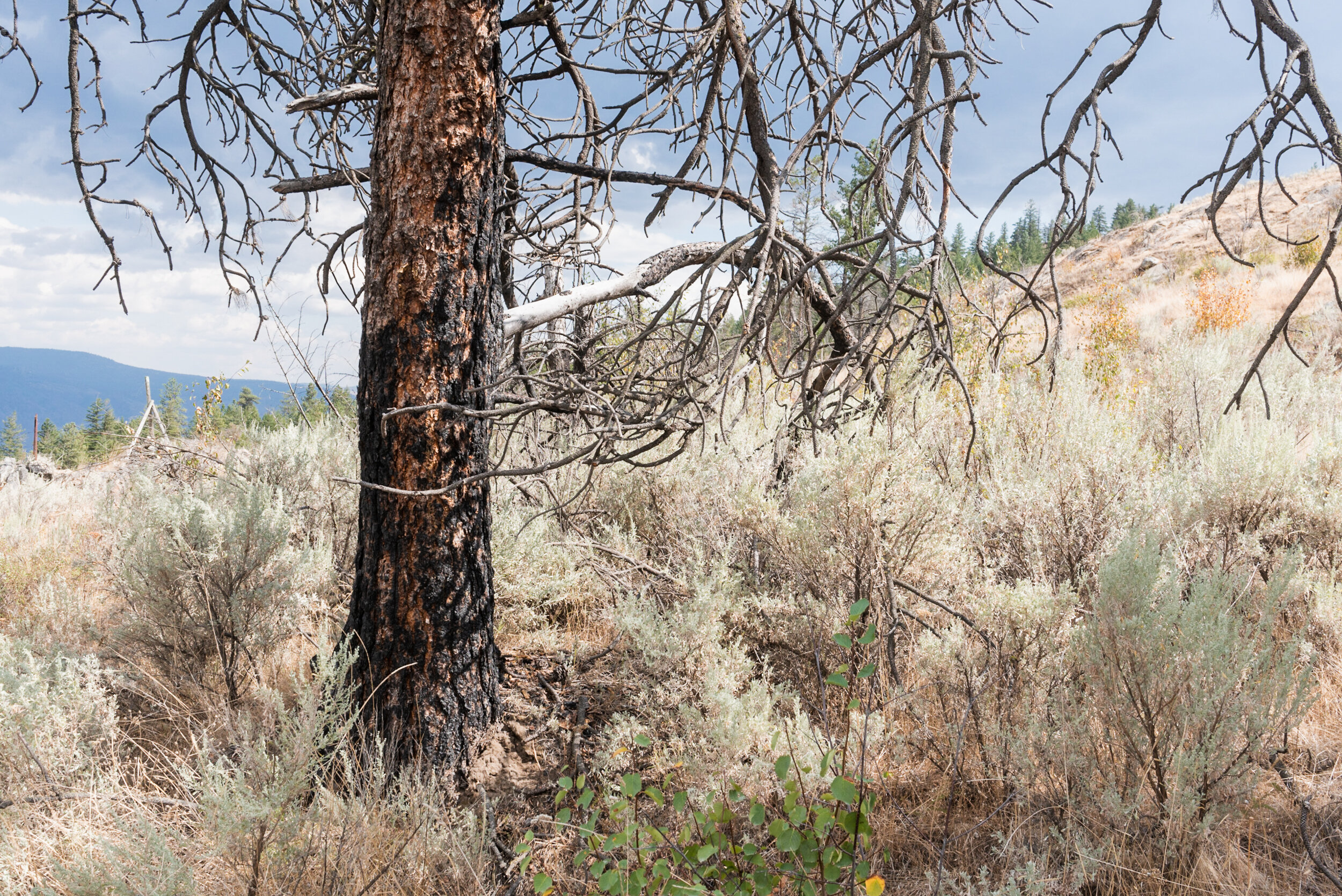 Okanagan forest landscape